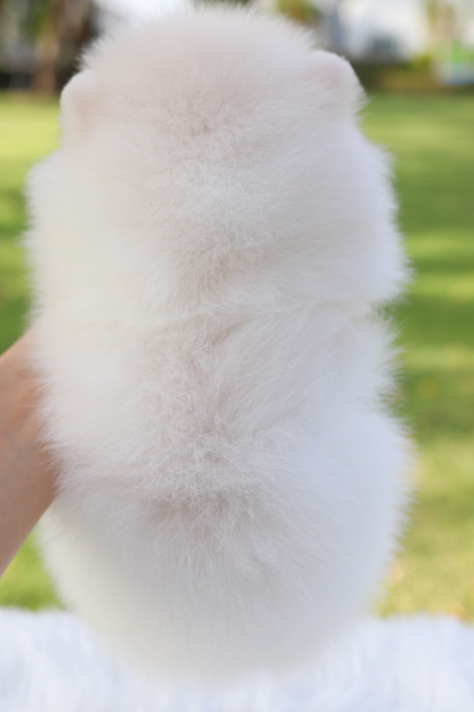 ปอมเมอเรเนียน เพศผู้สีขาวครีม