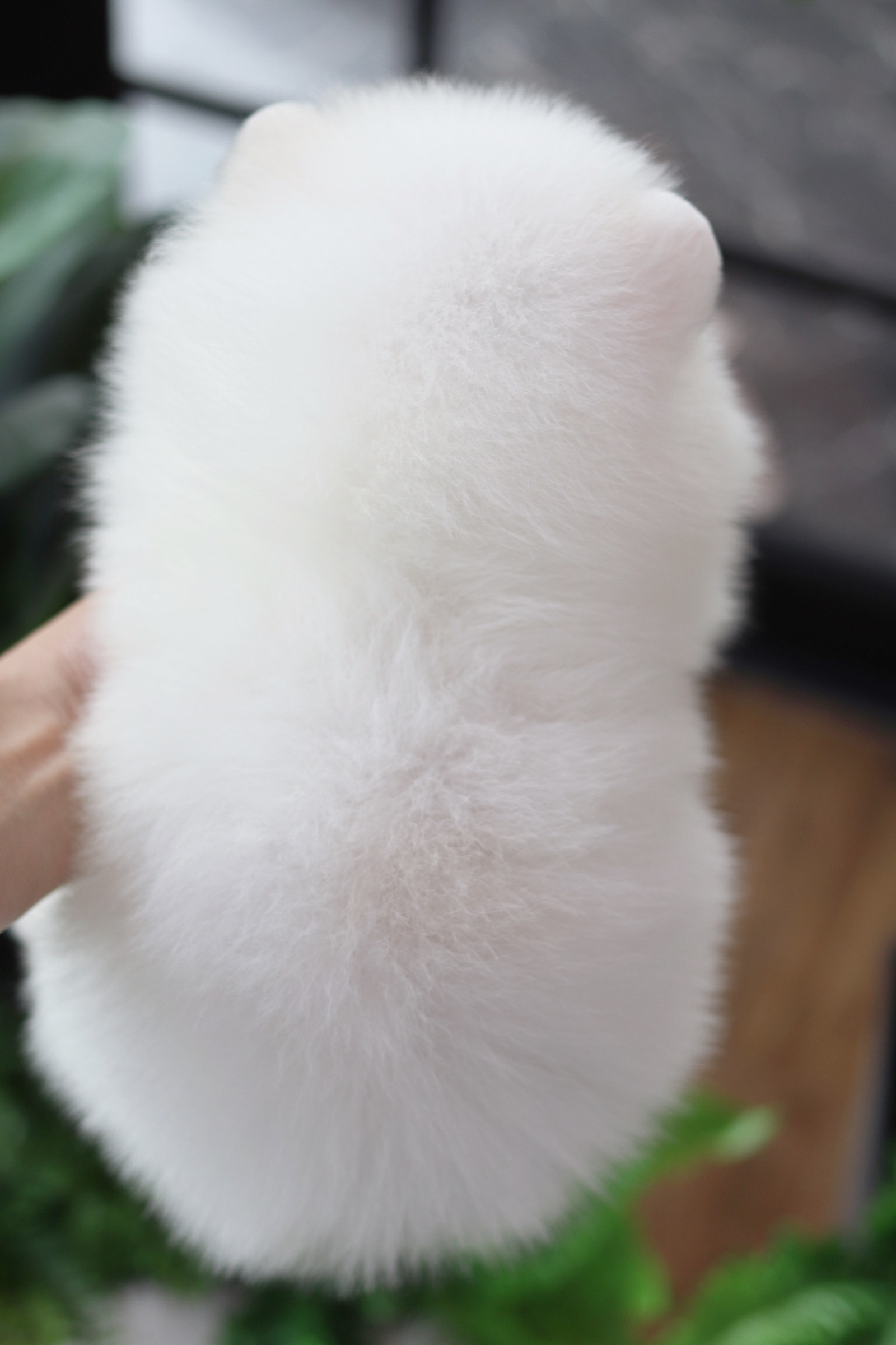 ปอมเมอเรเนียน เพศผู้สีขาวครีม