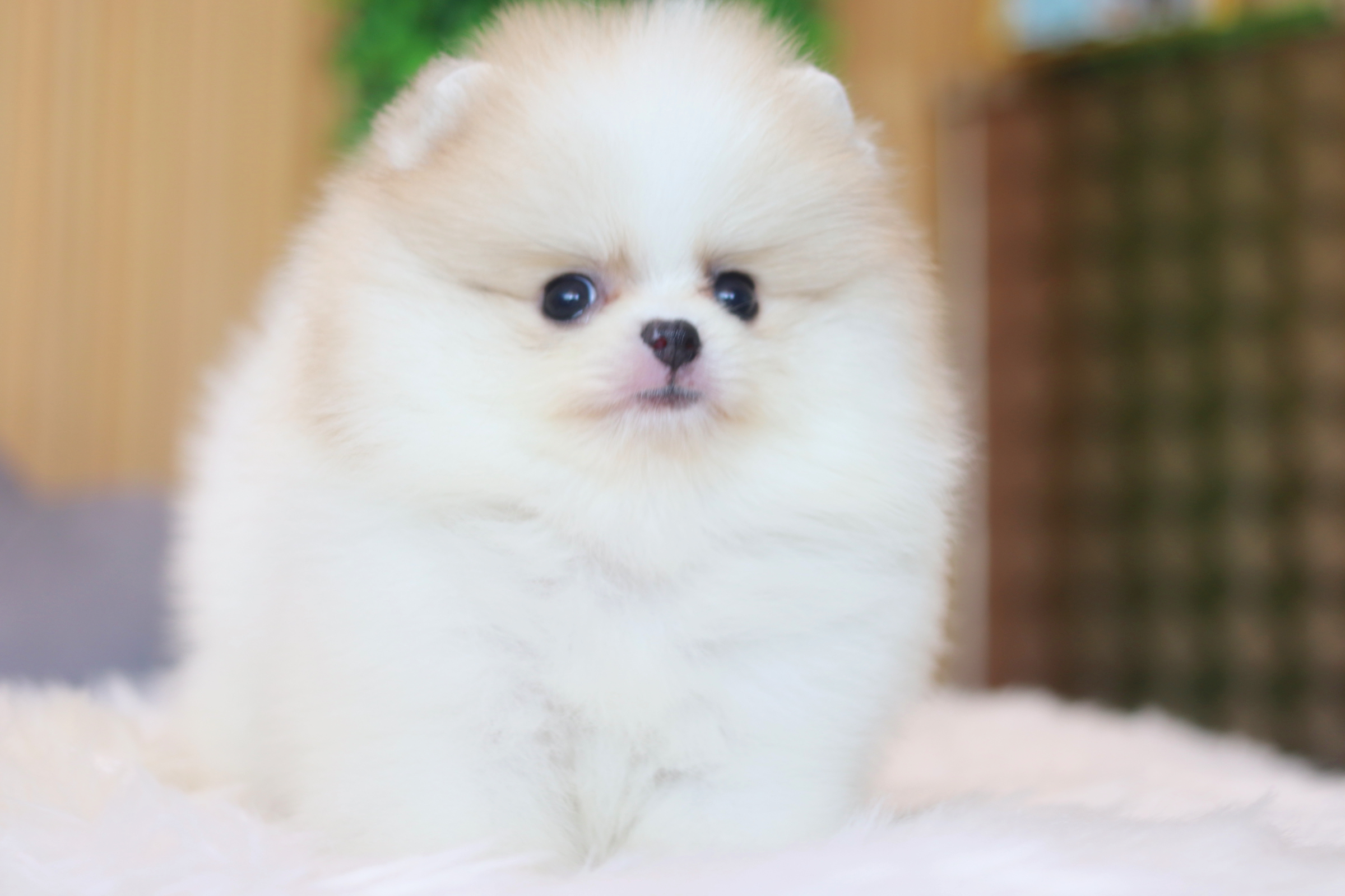 ปอมเมอเรเนียน เพศเมียสีแฟนซีเกรดโชว์