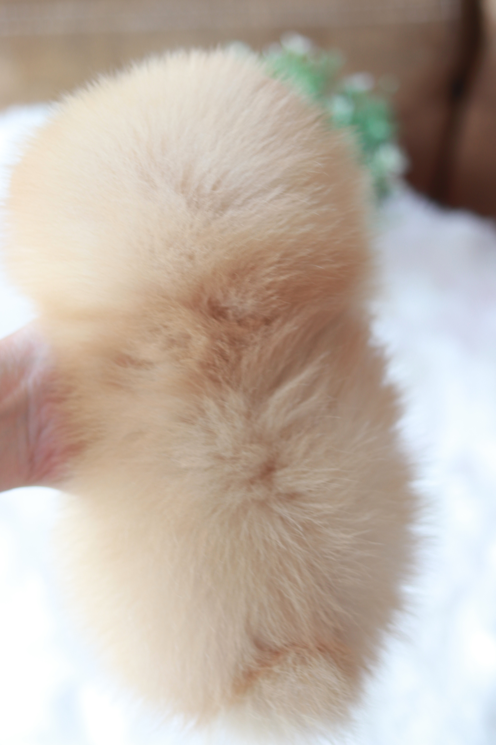 ปอมเมอเรเนียน เพศเมีย