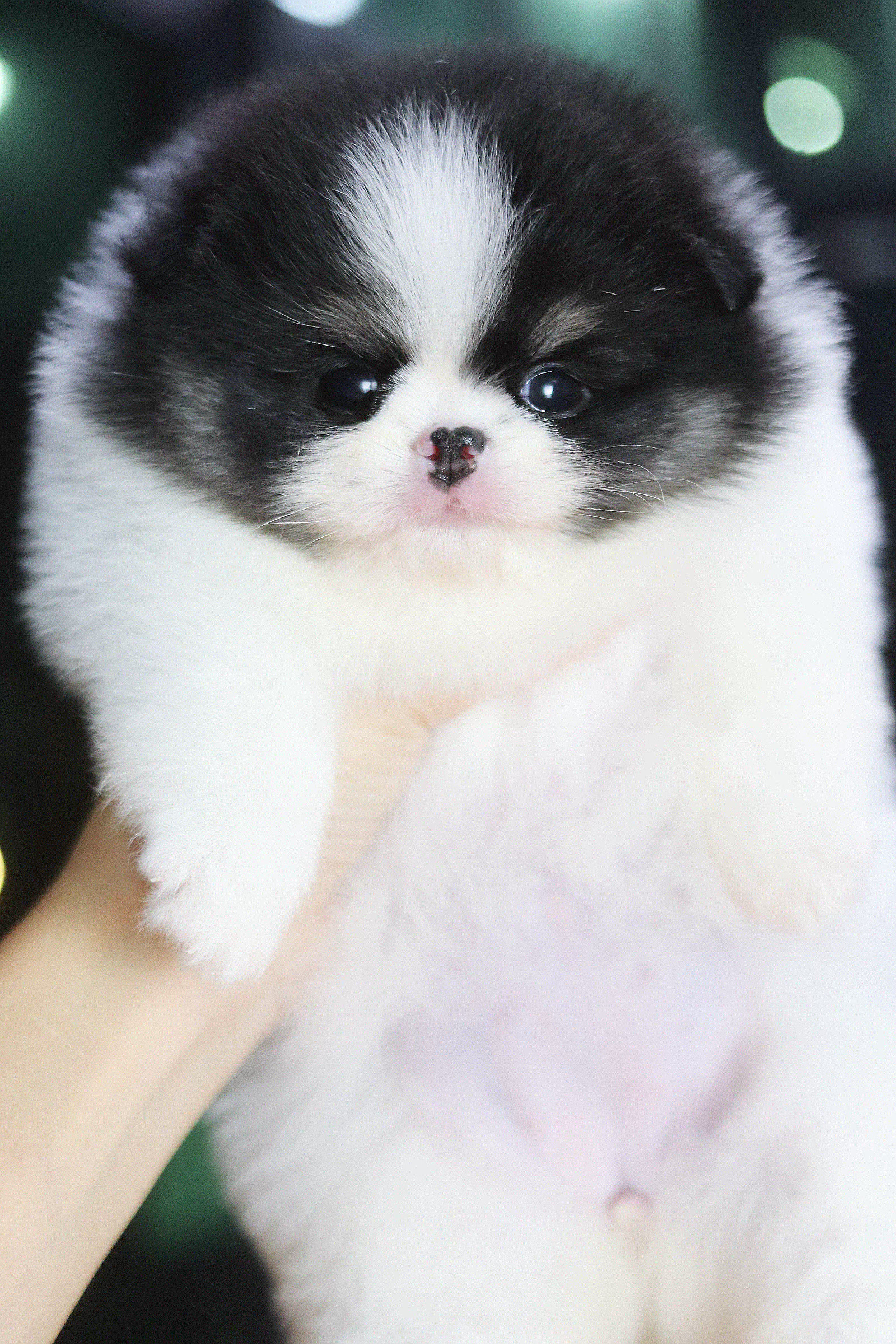 ปอมเมอเรเนียน เพศเมีย สีไตรคัลเลอร์ เกรดโชว์