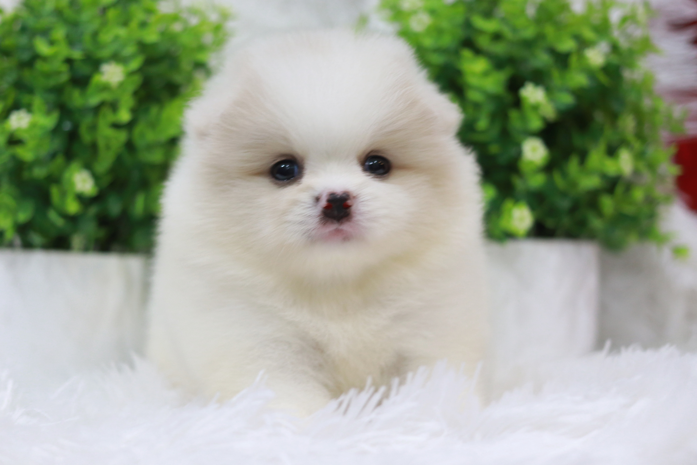 ปอมเมอเรเนียน เพศเมีย ขาวครีม