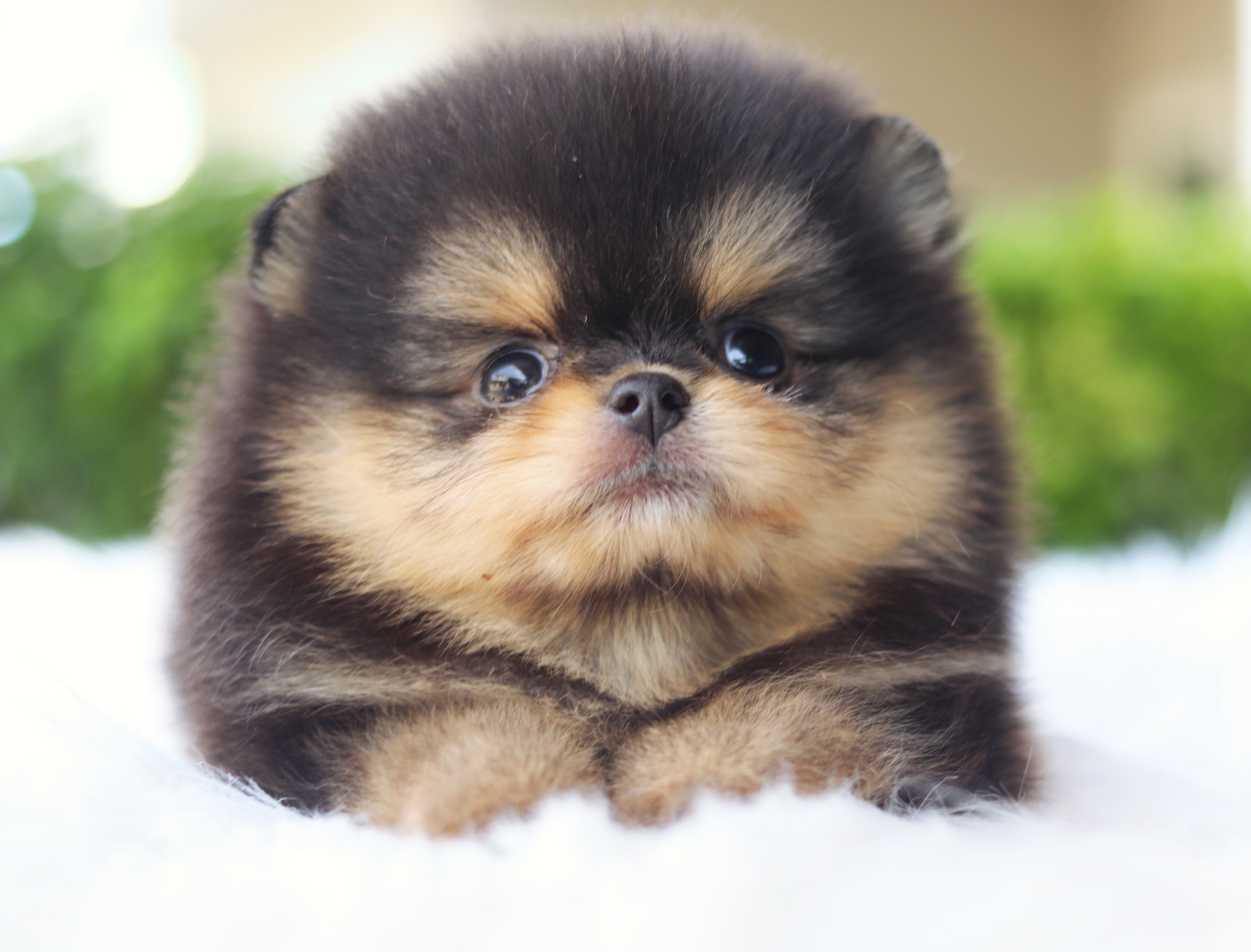 ปอมเมอเรเนียน เพศผู้สีแบล็คแทน