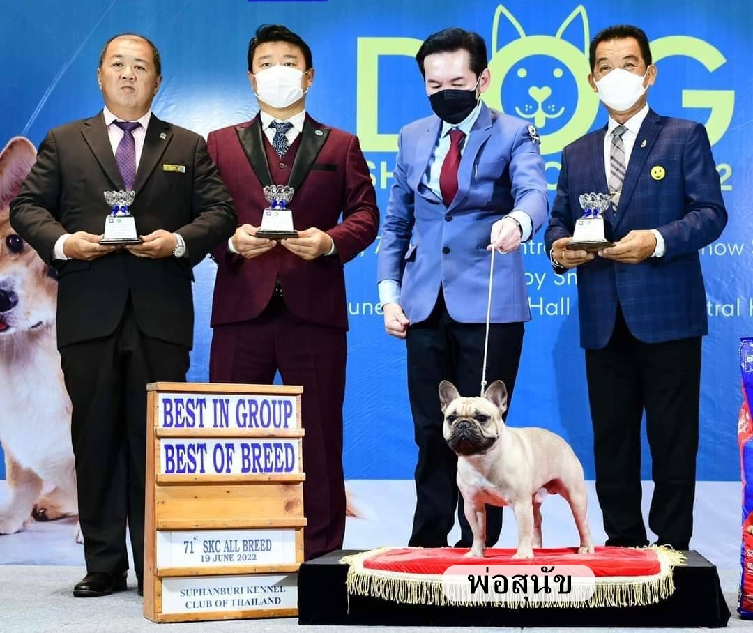 เพศเมีย สีฟร้อนต์ ลูกพ่อนำเข้าเป็นเฟรนช์บูลด็อกอันดับ 1ประเทศไทย และแม่สีฟร้อนต์สายเลือดประกวด เกรดโชว์แบบนี้ โตไปสวยไม่อายใครแน่นอน สนใจติดต่อ 0929918888