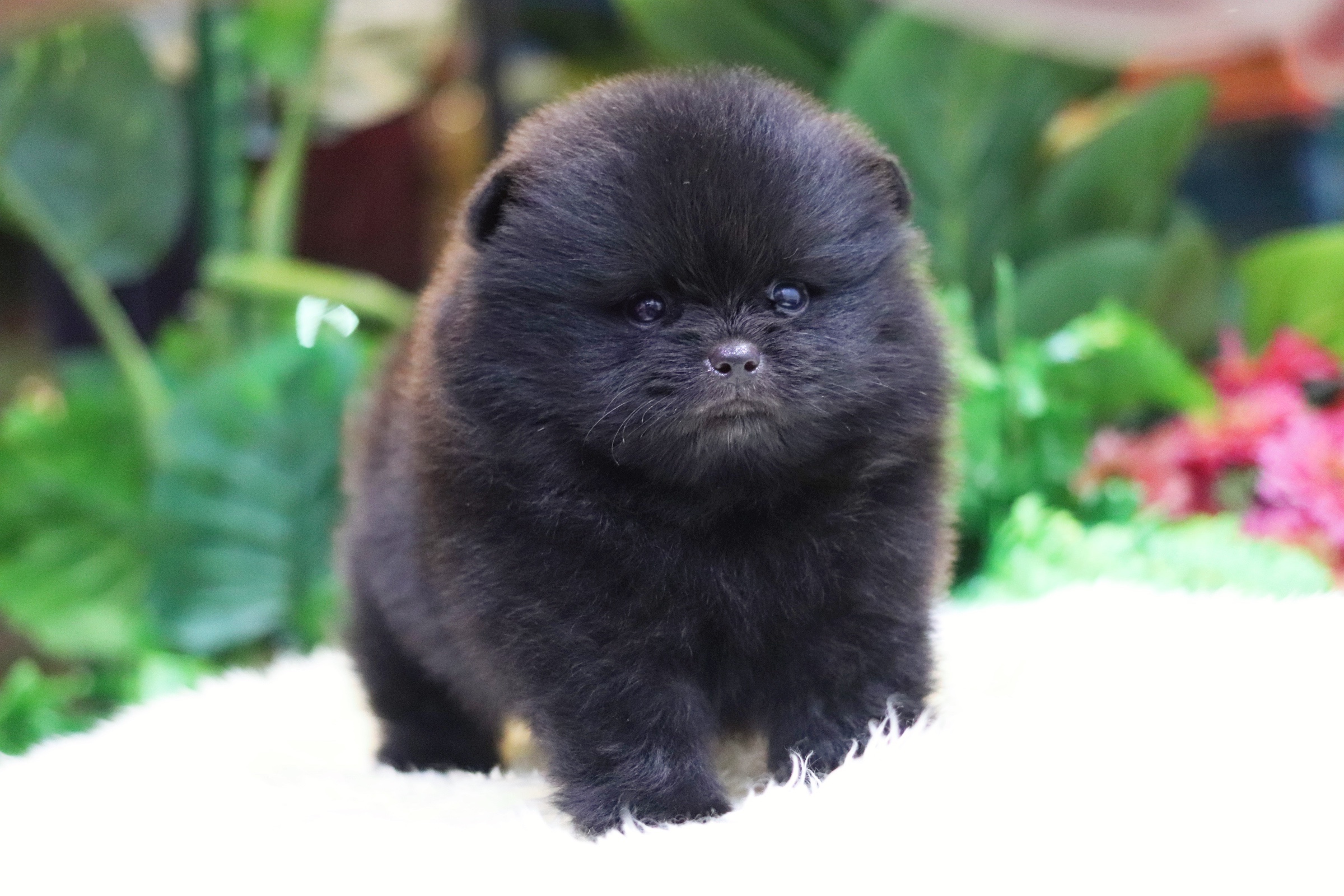 ปอมเมอเรเนียน เพศผู้ สีดำ