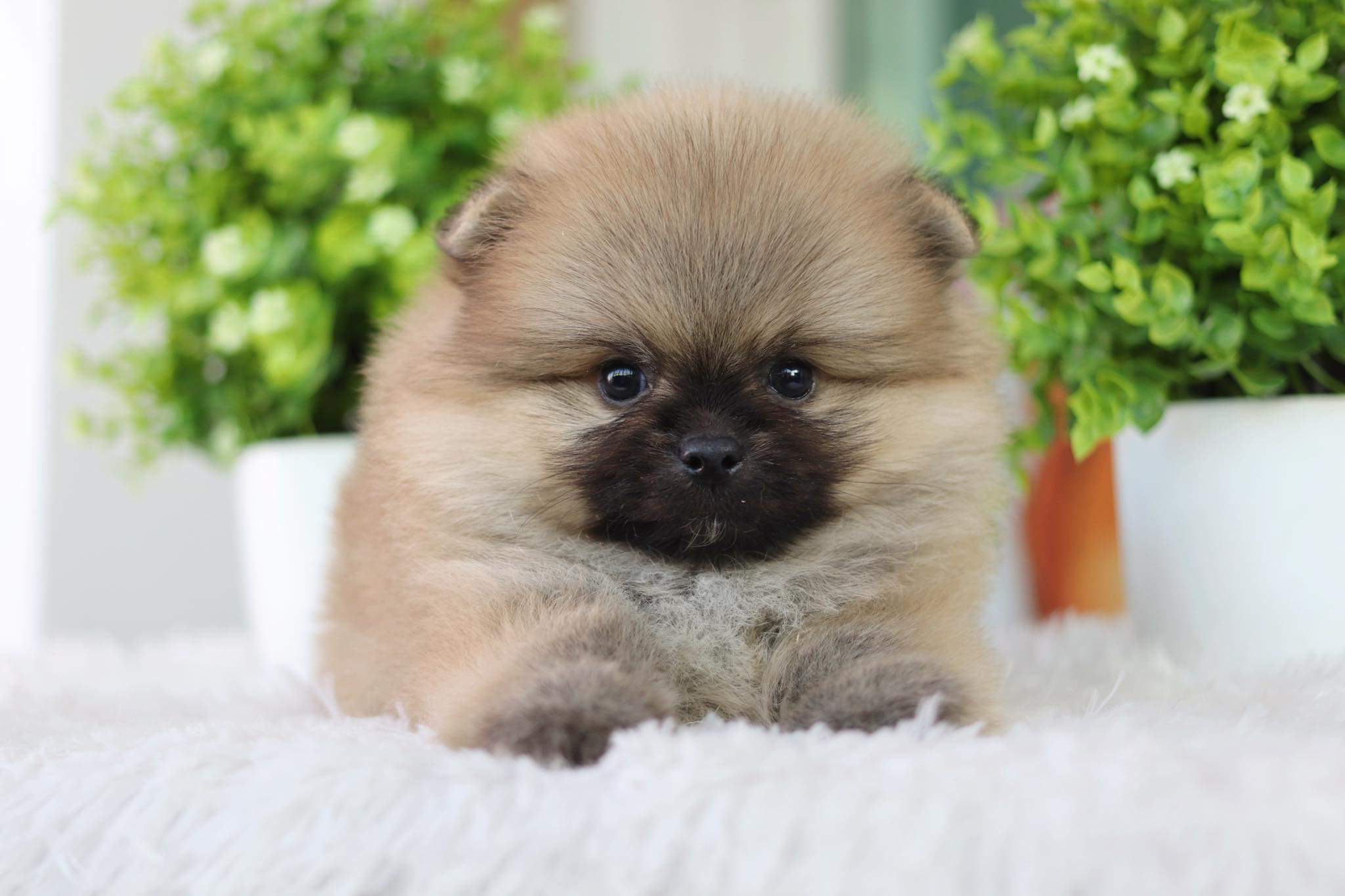 ปอมเมอเรเนียน เพศผู้