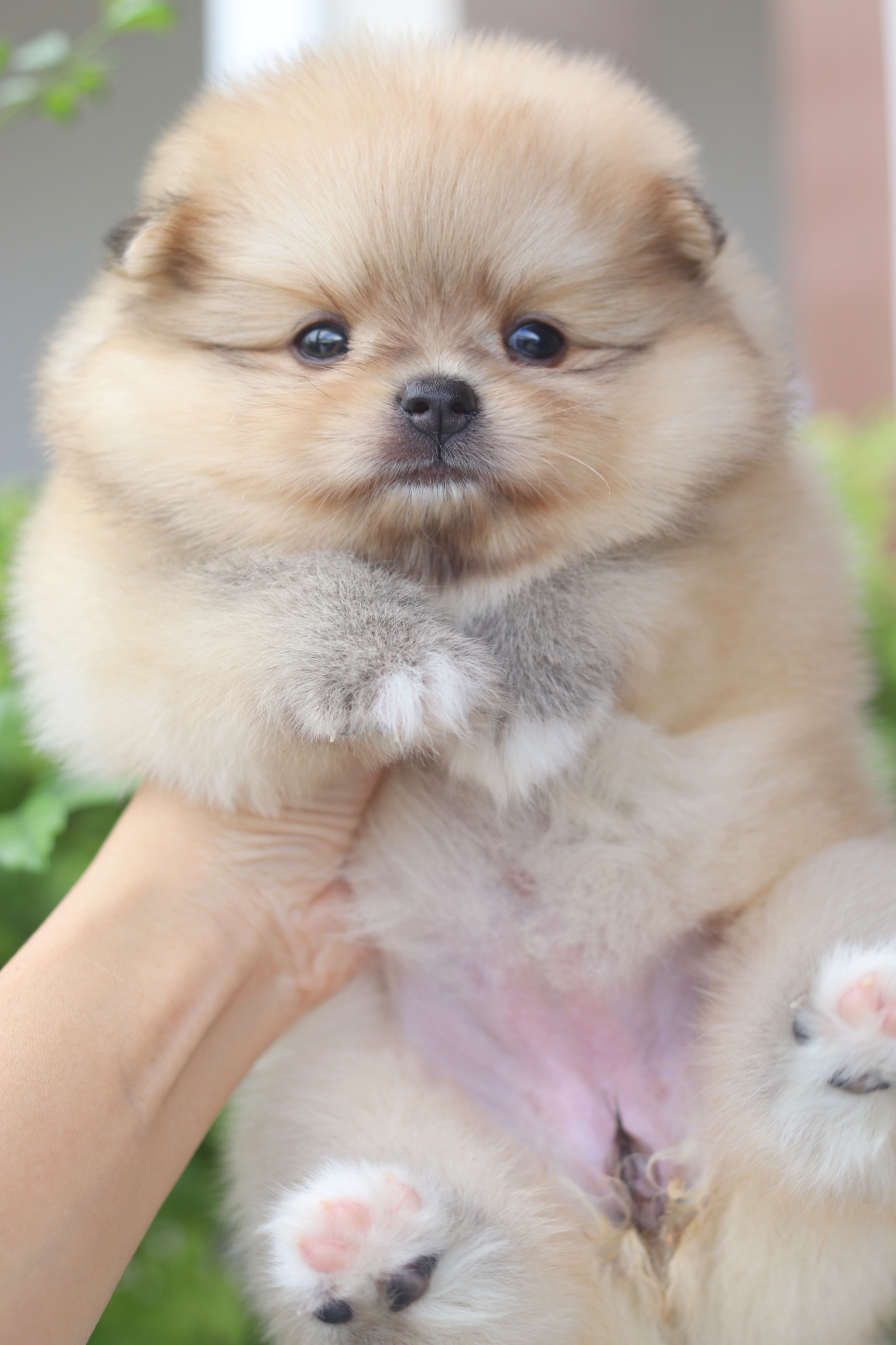 ปอมเมอเรเนียน เพศเมียสีส้ม