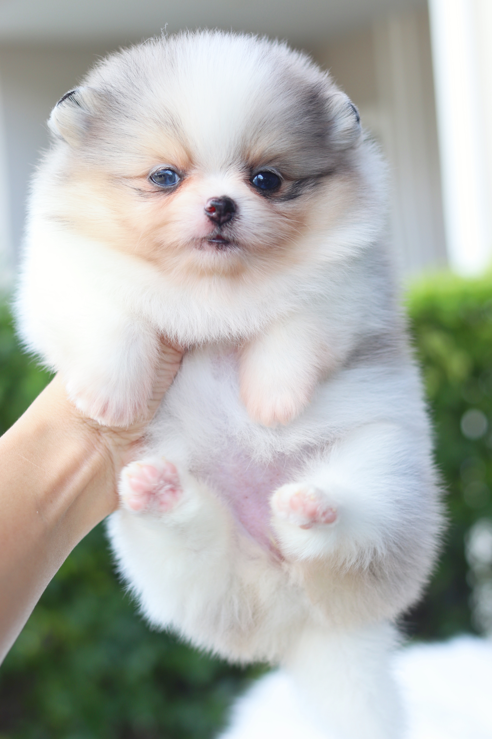 ปอมเมอเรเนียน เพศเมียสีแฟนซีเมอร์เร่