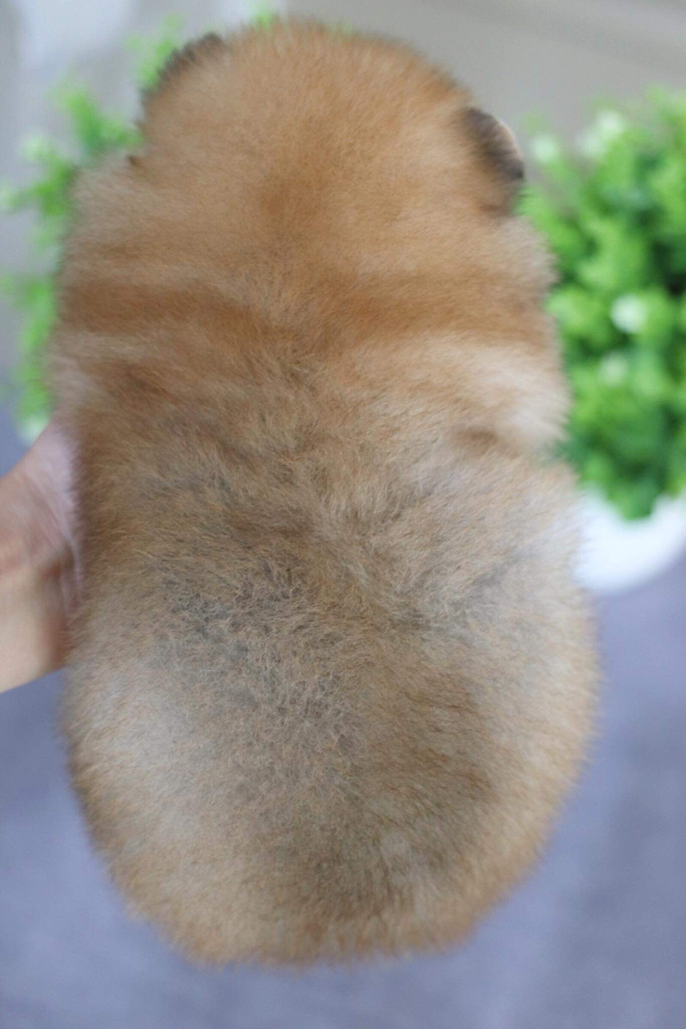 ปอมเมอเรเนียน เพศผู้