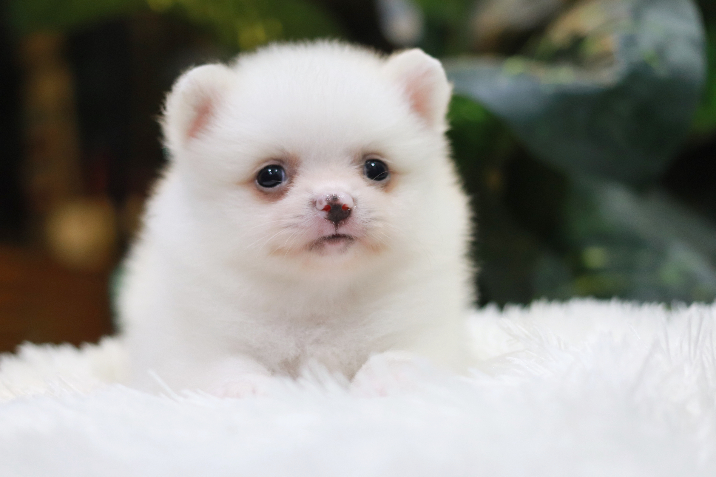 ปอมเมอเรเนียน เพศเมีย สีขาว เกรดเลี้ยงเล่น หน้าฟ็อก