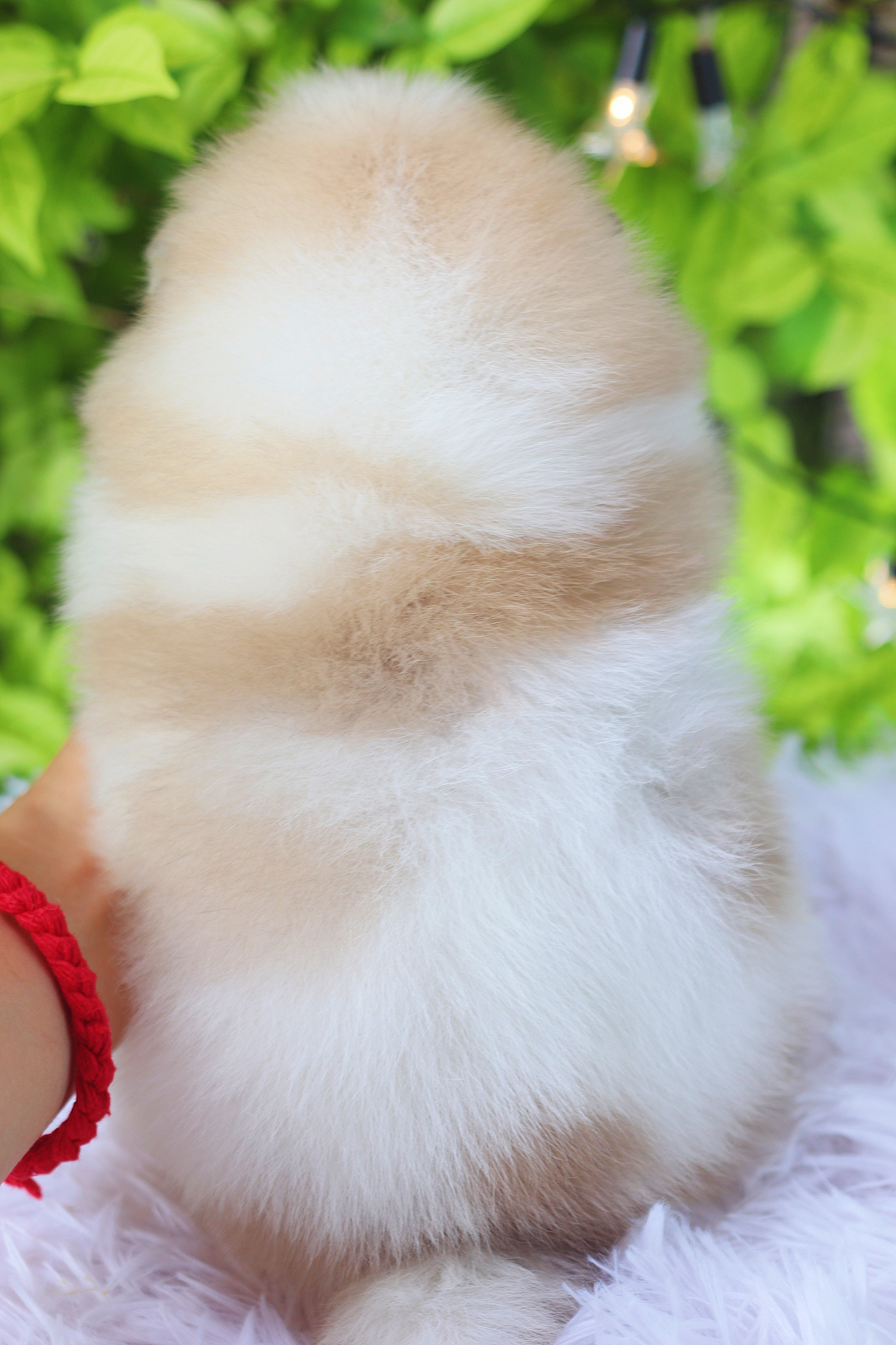 ปอมเมอเรเนียน เพศเมียสีแฟนซี