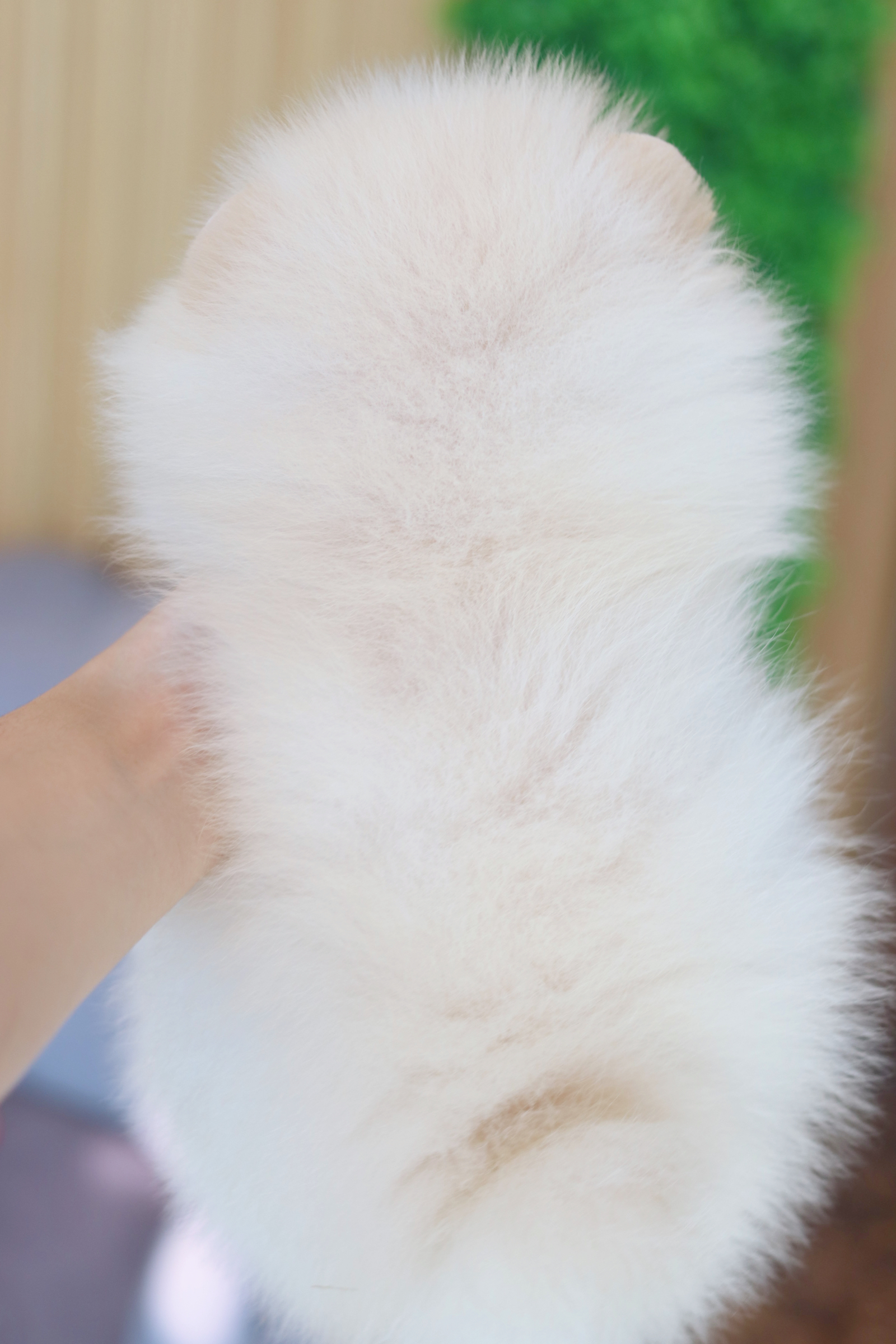 ปอมเมอเรเนียน เพศผู้สีขาวครีม เกรดโชว์ ไซส์เล็ก