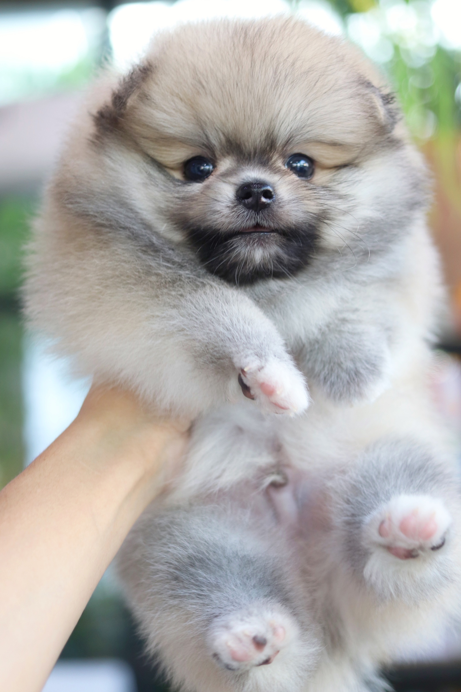 ปอมเมอเรเนียน เพศผู้ สีส้ม