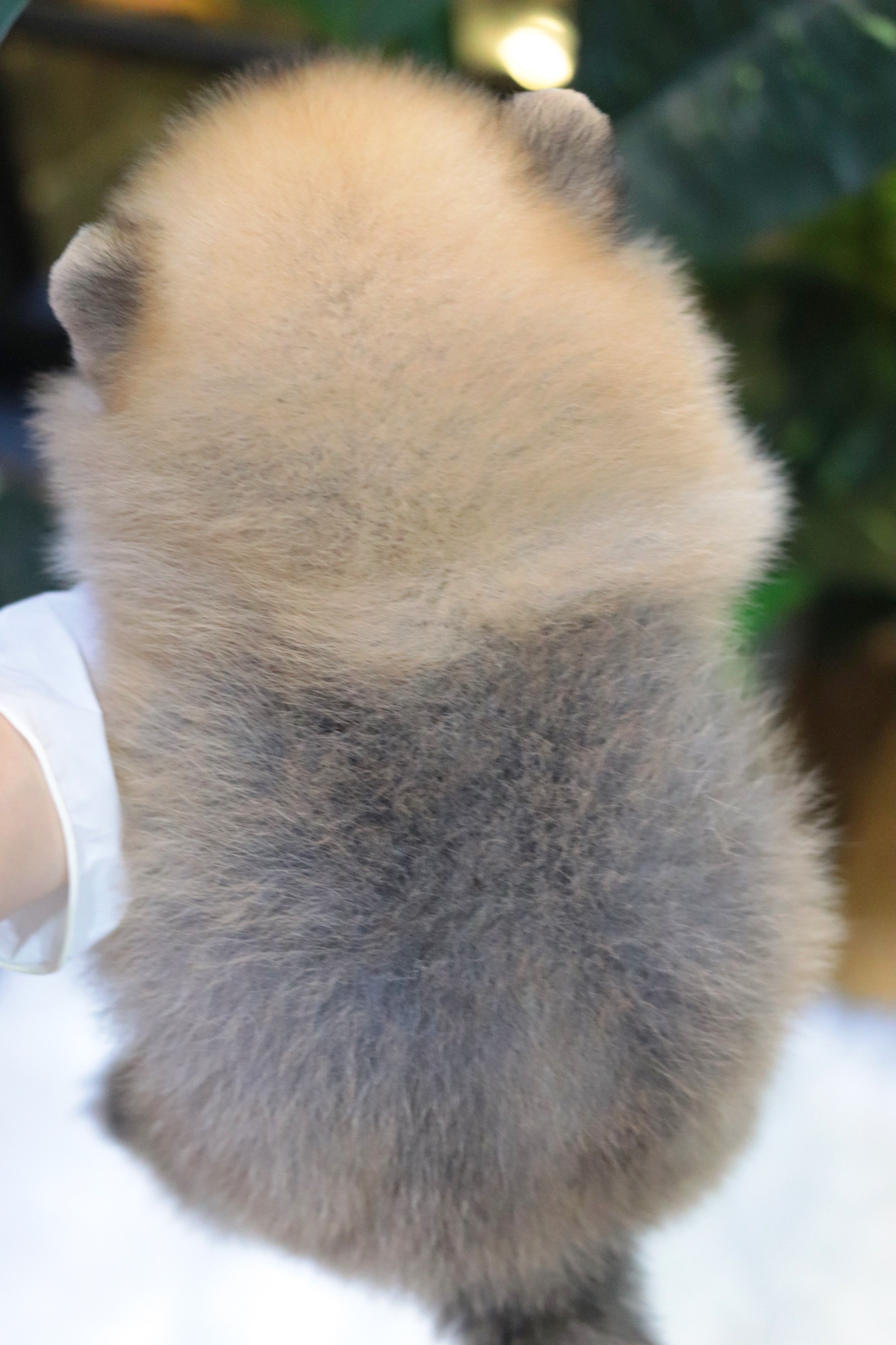 ปอมเมอเรเนียน เพศเมียสีส้ม