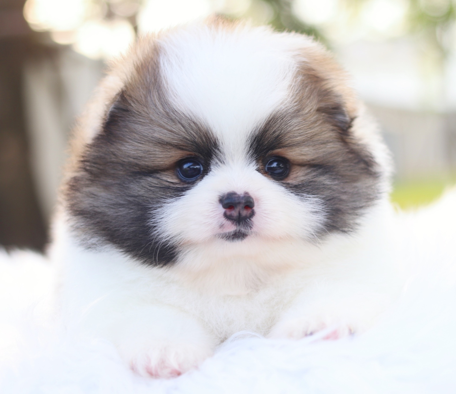 ปอมเมอเรเนียน เพศเมียสีแฟนซี