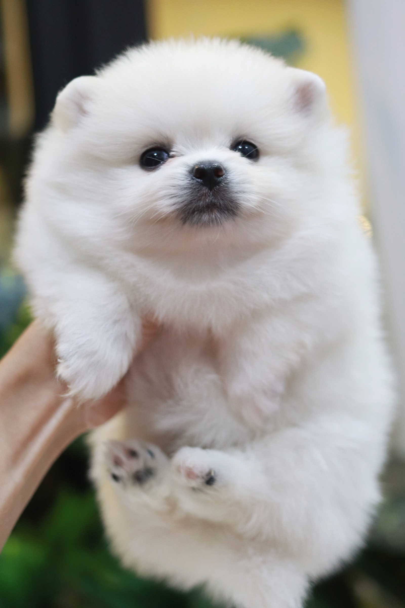 ปอมเมอเรเนียน เพศเมียขาวครีมหน้าฟ็อก