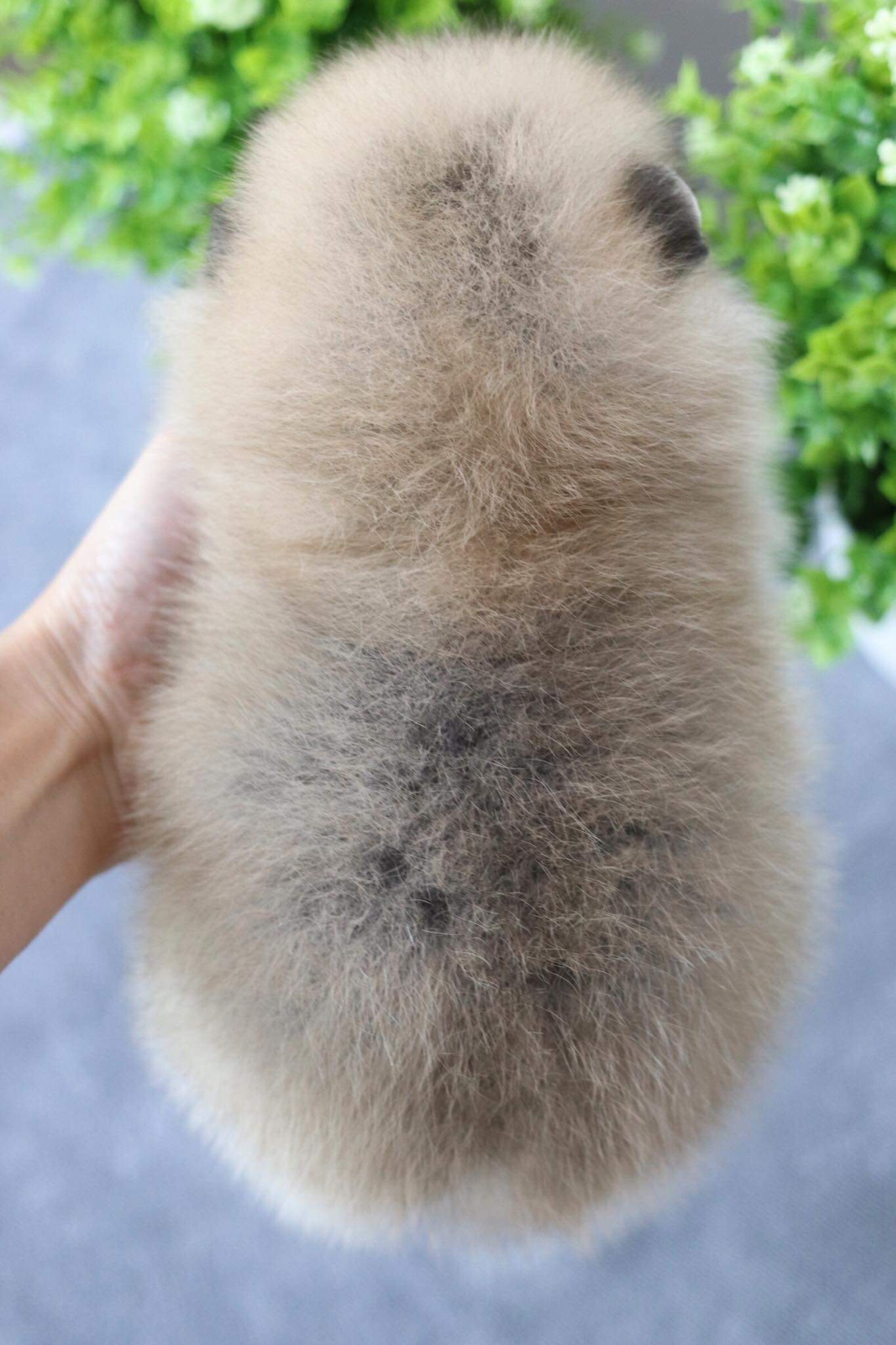 ปอมเมอเรเนียน เพศผู้