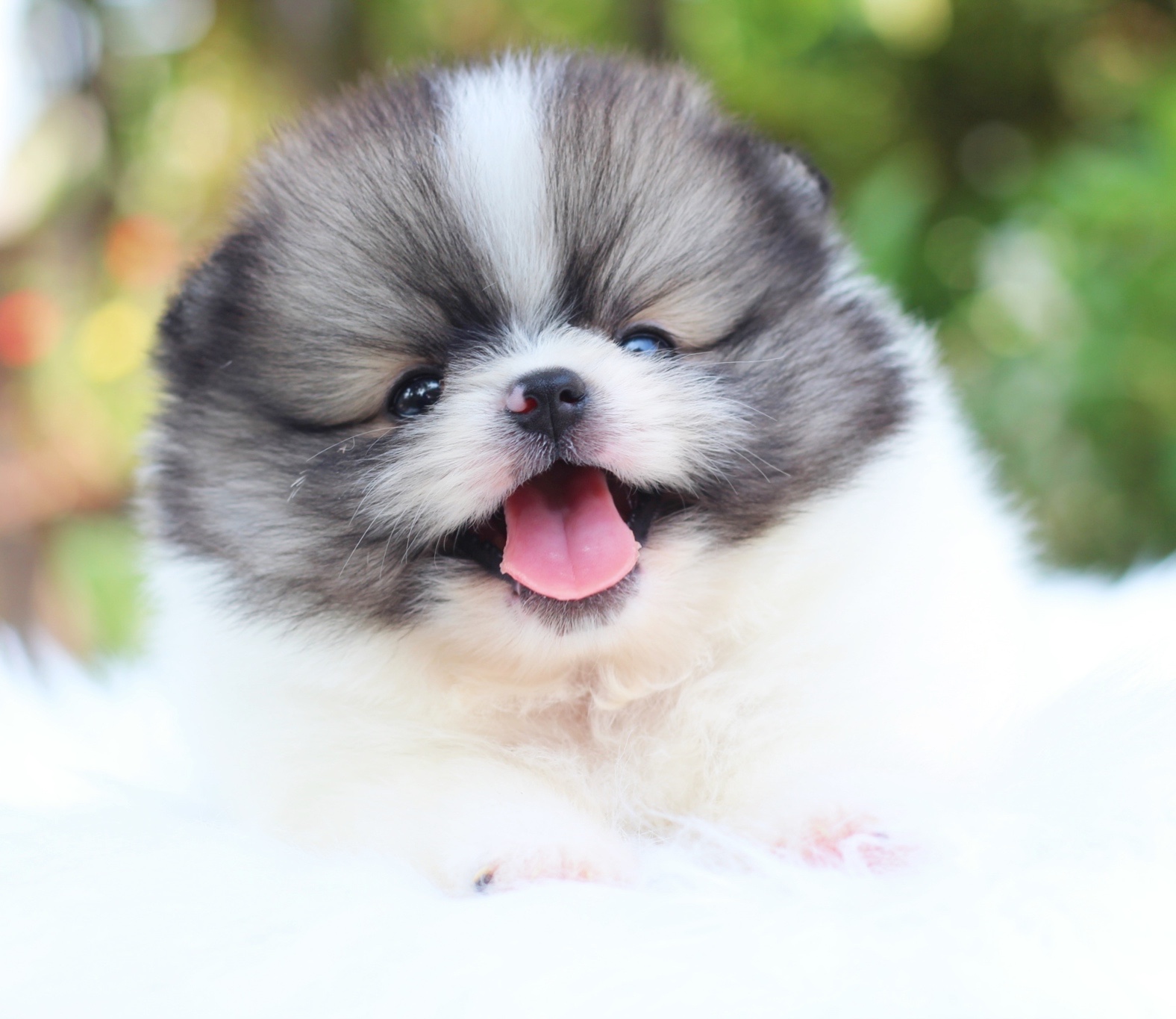 ปอมเมอเรเนียน เพศผู้ สีแฟนซี