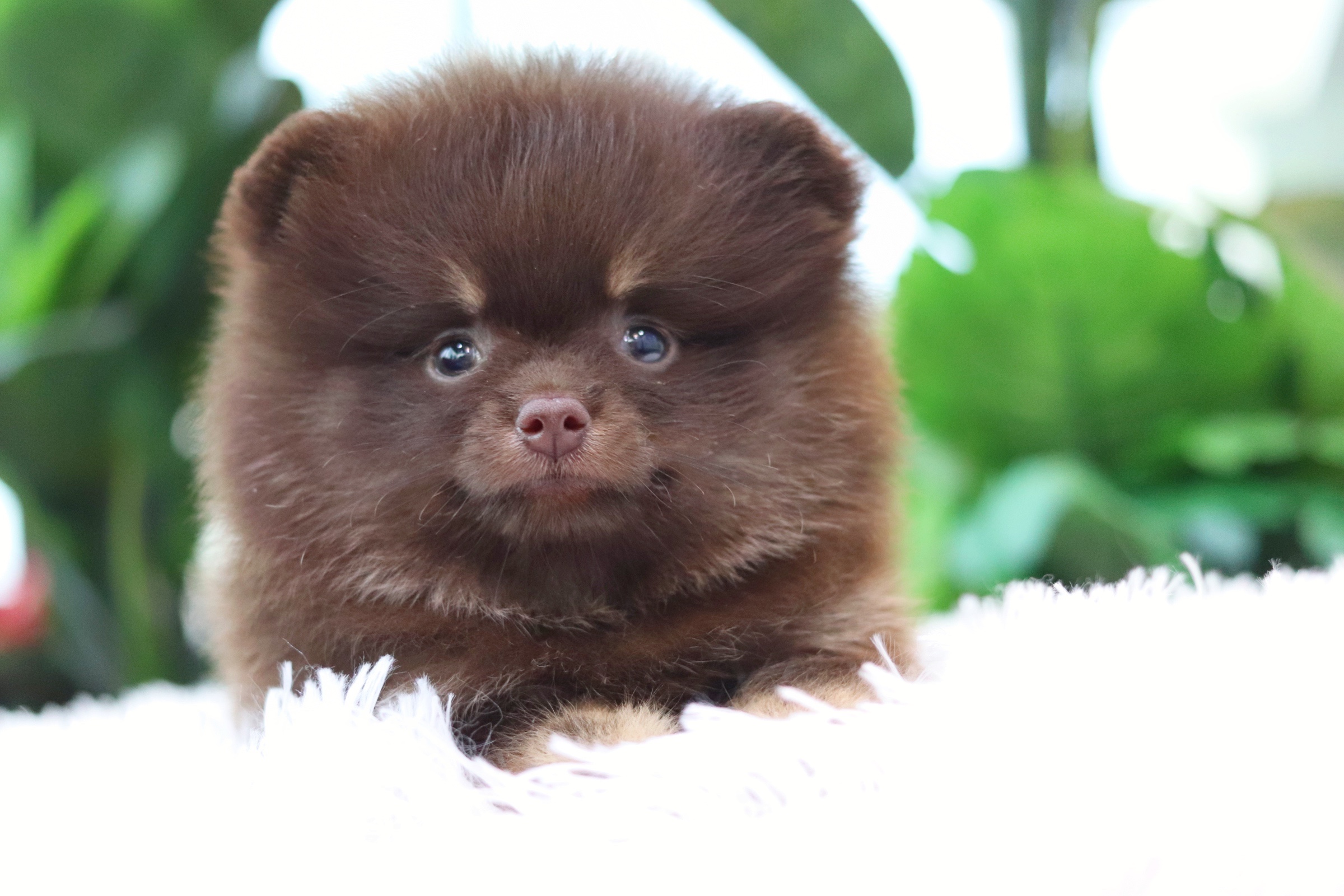 ปอมเมอเรเนียน เพศผู้ สีช็อคโกแลต&แทน