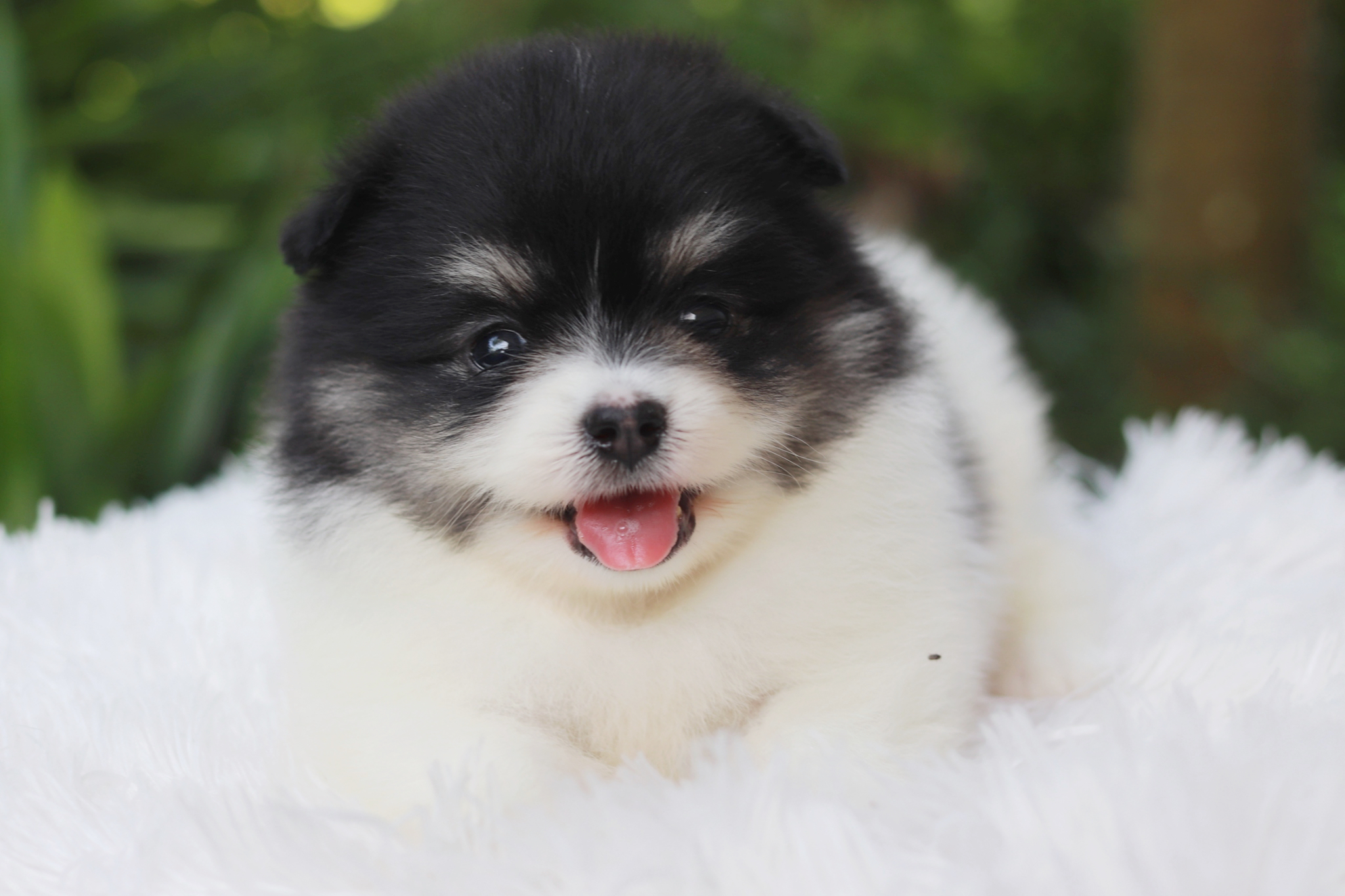 ปอมเมอเรเนียน เพศผู้ มาร์คเป๊ะ ขนแน่น