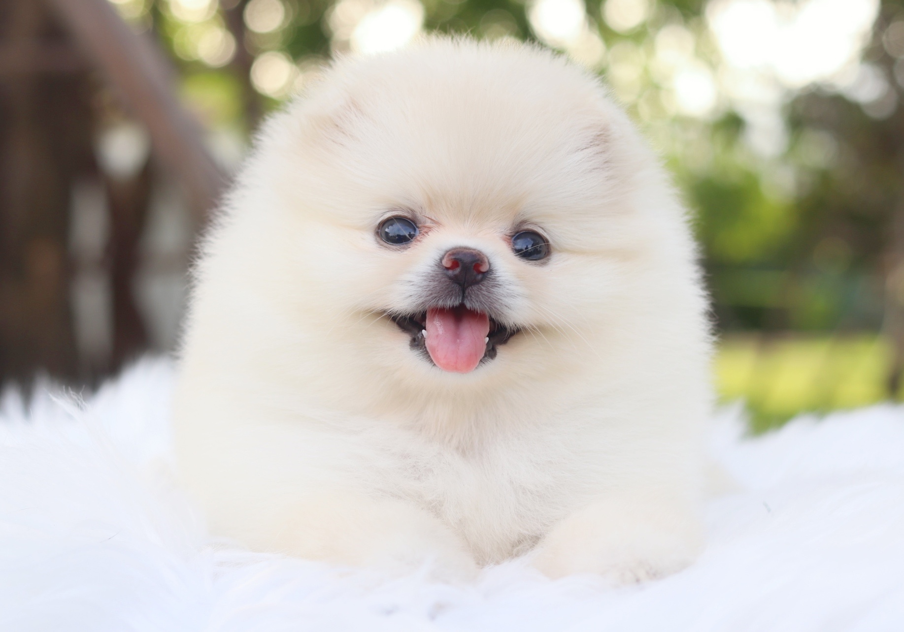 ปอมเมอเรเนียน เพศเมียสีขาวครีมเกรดโชว์