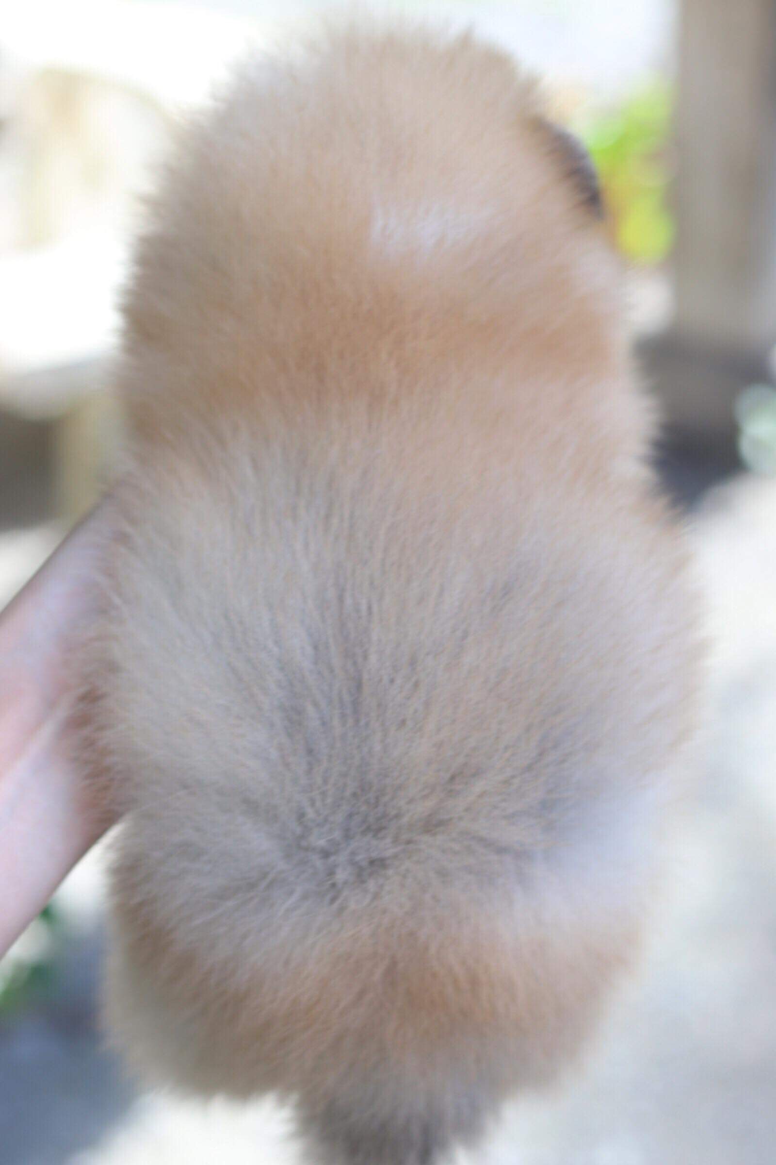 ปอมเมอเรเนียน เพศผู้