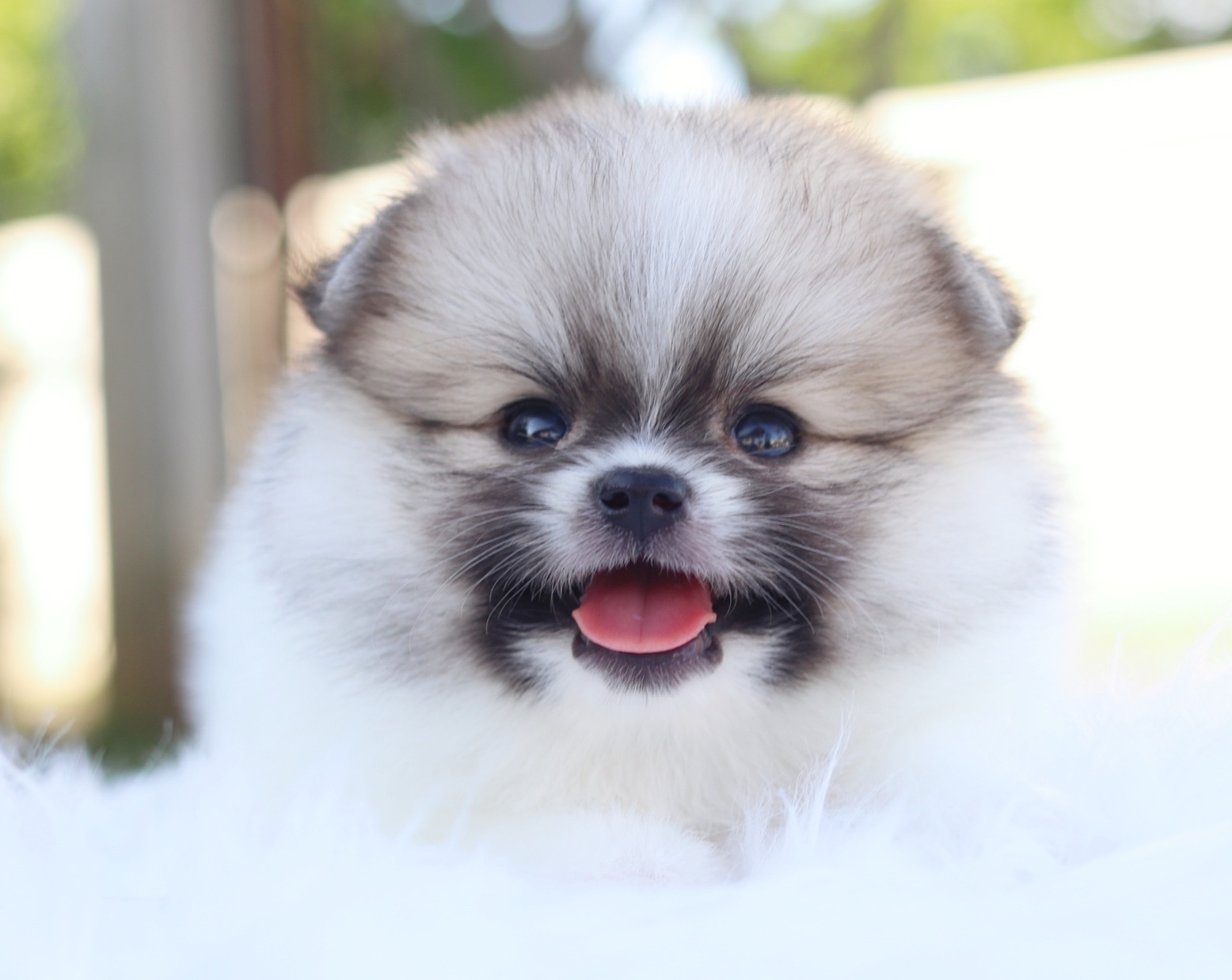 ปอมเมอเรเนียน เพศเมียสีแฟนซี