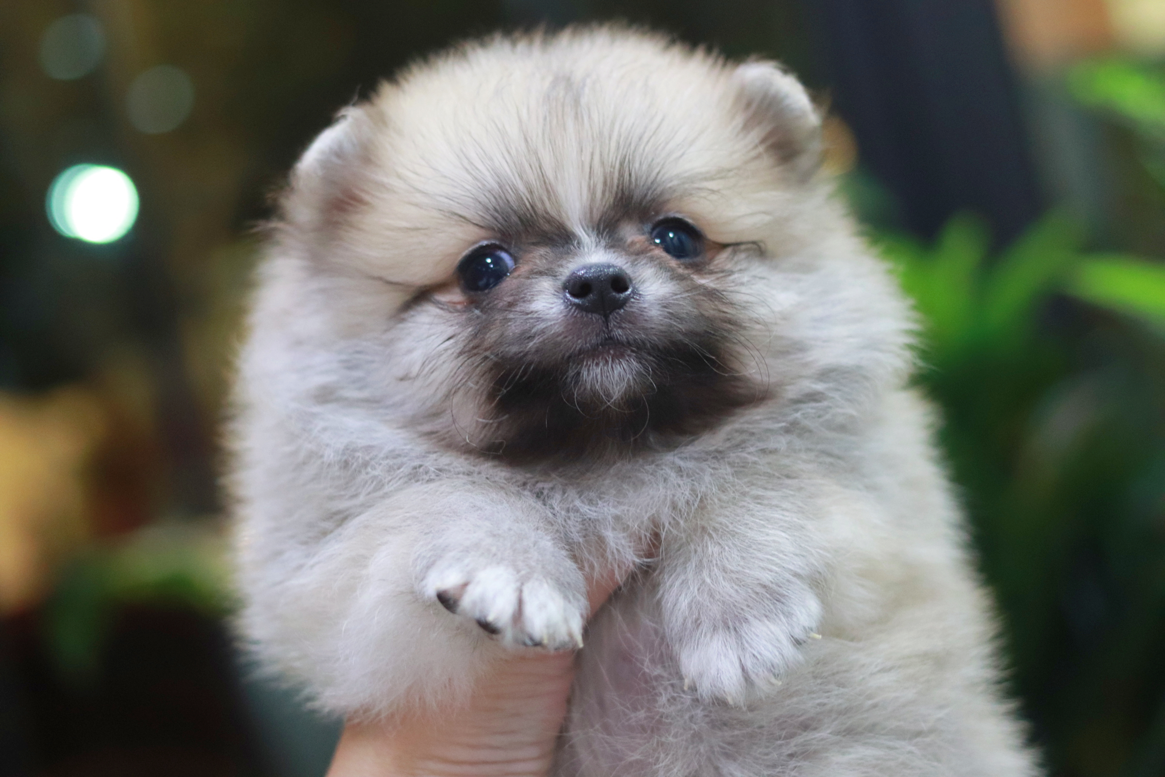 ปอมเมอเรเนียน เพศเมียสีฟางข้าว