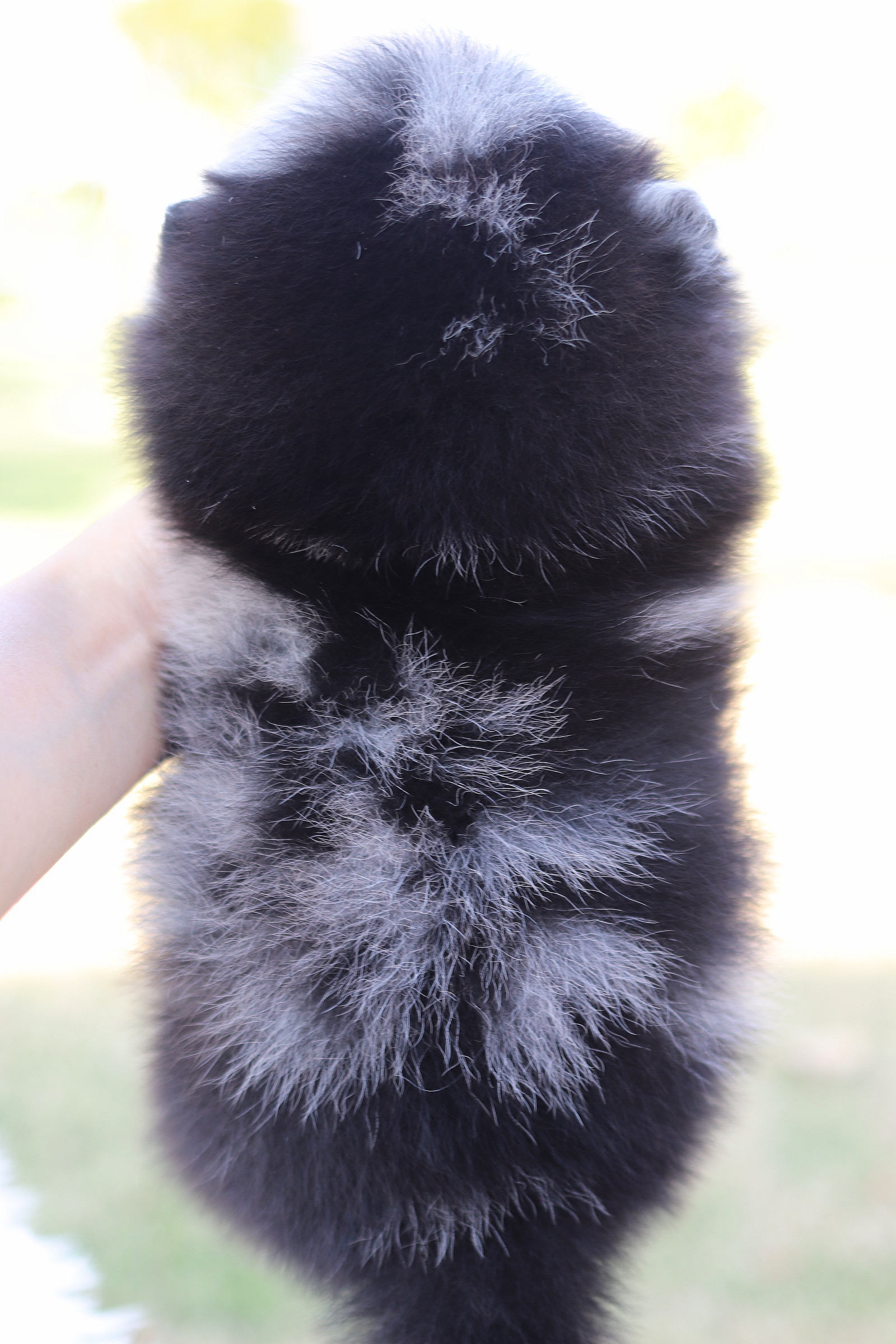 ปอมเมอเรเนียน เพศผู้ สีเมอร์เร่