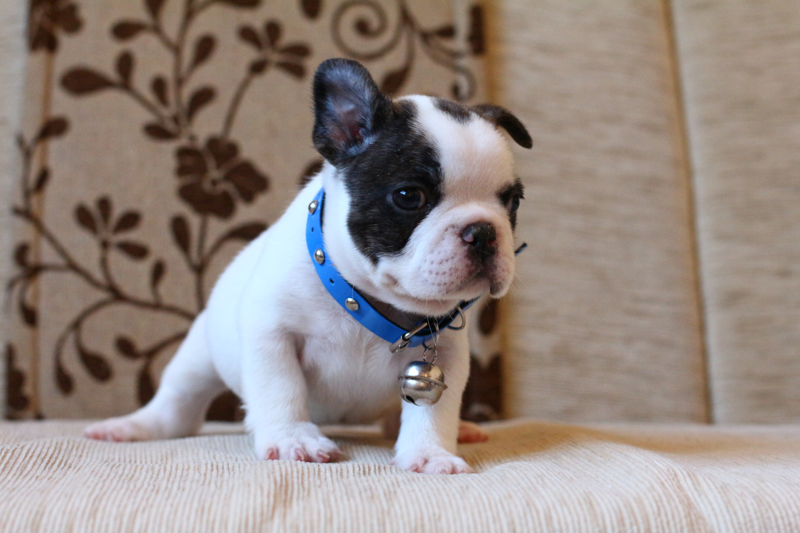 เด็กชายพะโล้ หน้าตากวนๆ มาร์คกิ้งหน้ากาก