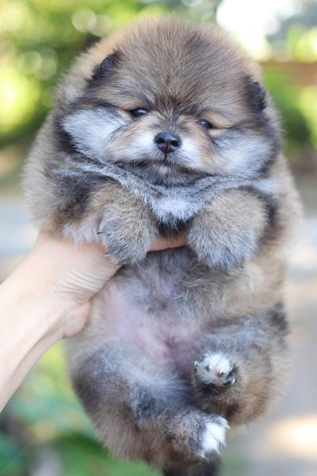 ปอมเมอเรเนียน เพศเมีย