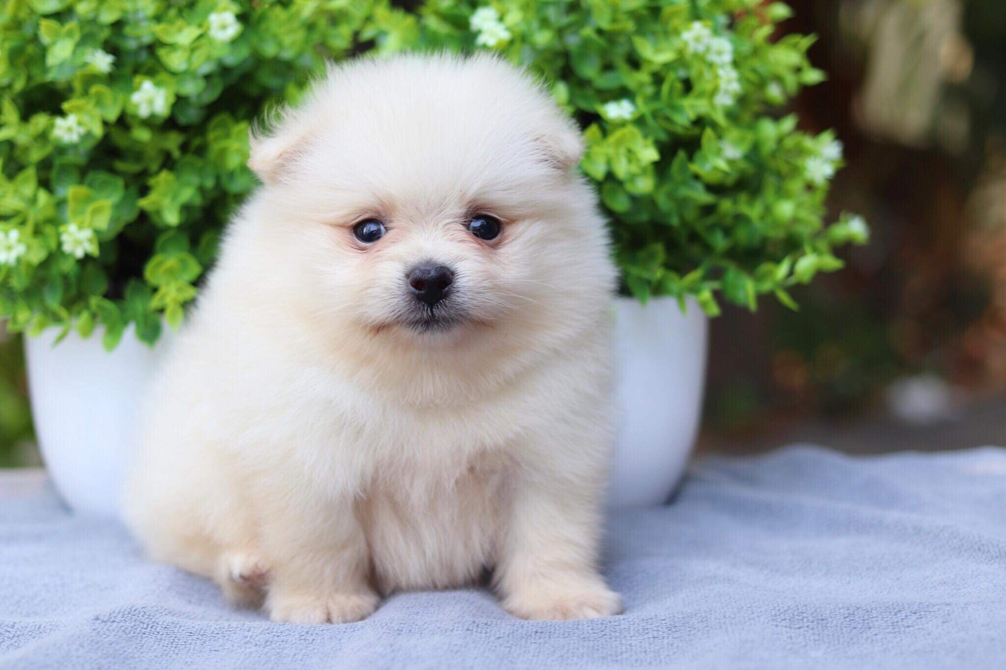 ปอมเมอเรเนียน เพศผู้