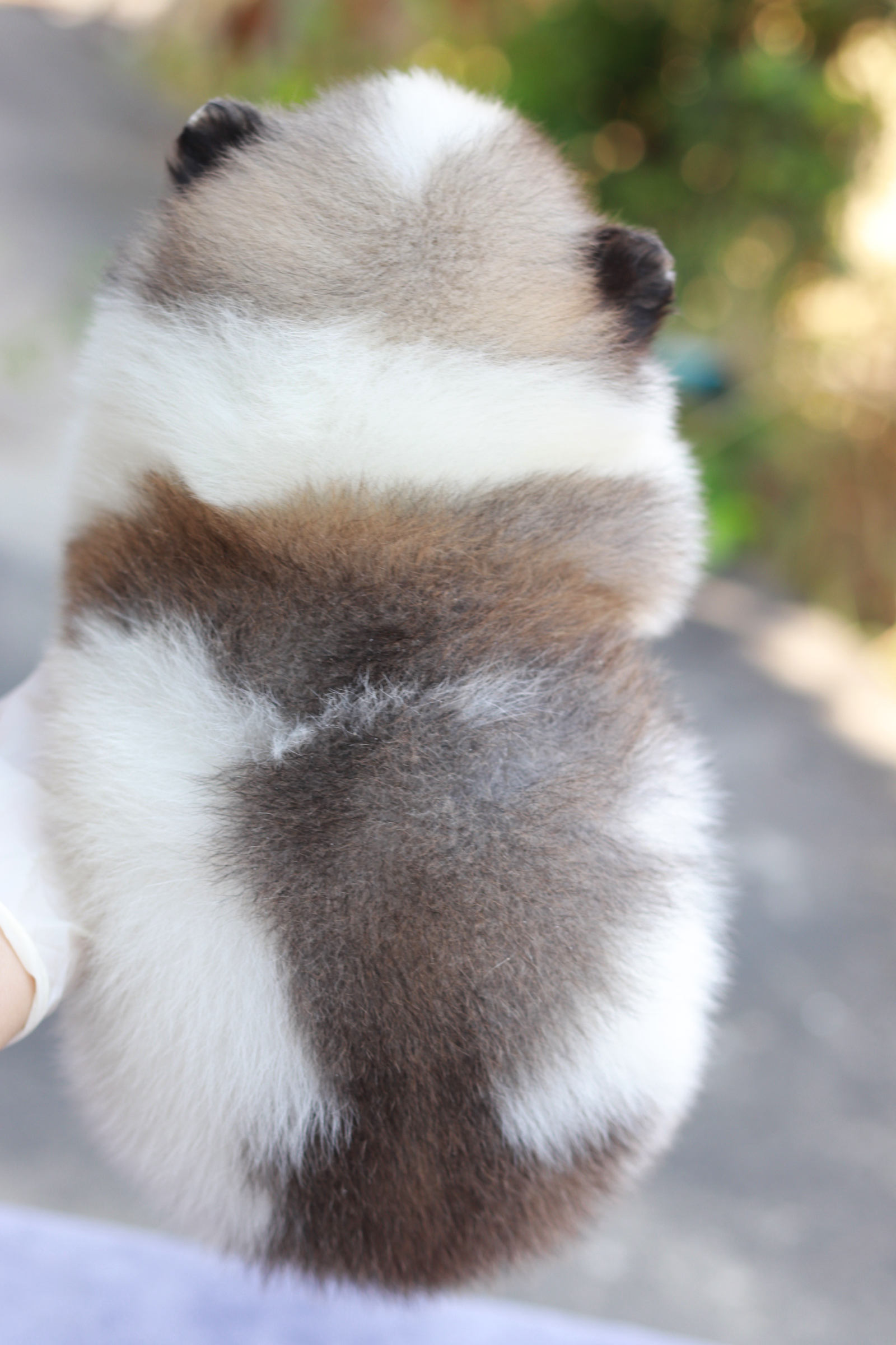 ปอมเมอเรเนียน เพศเมียแฟนซี