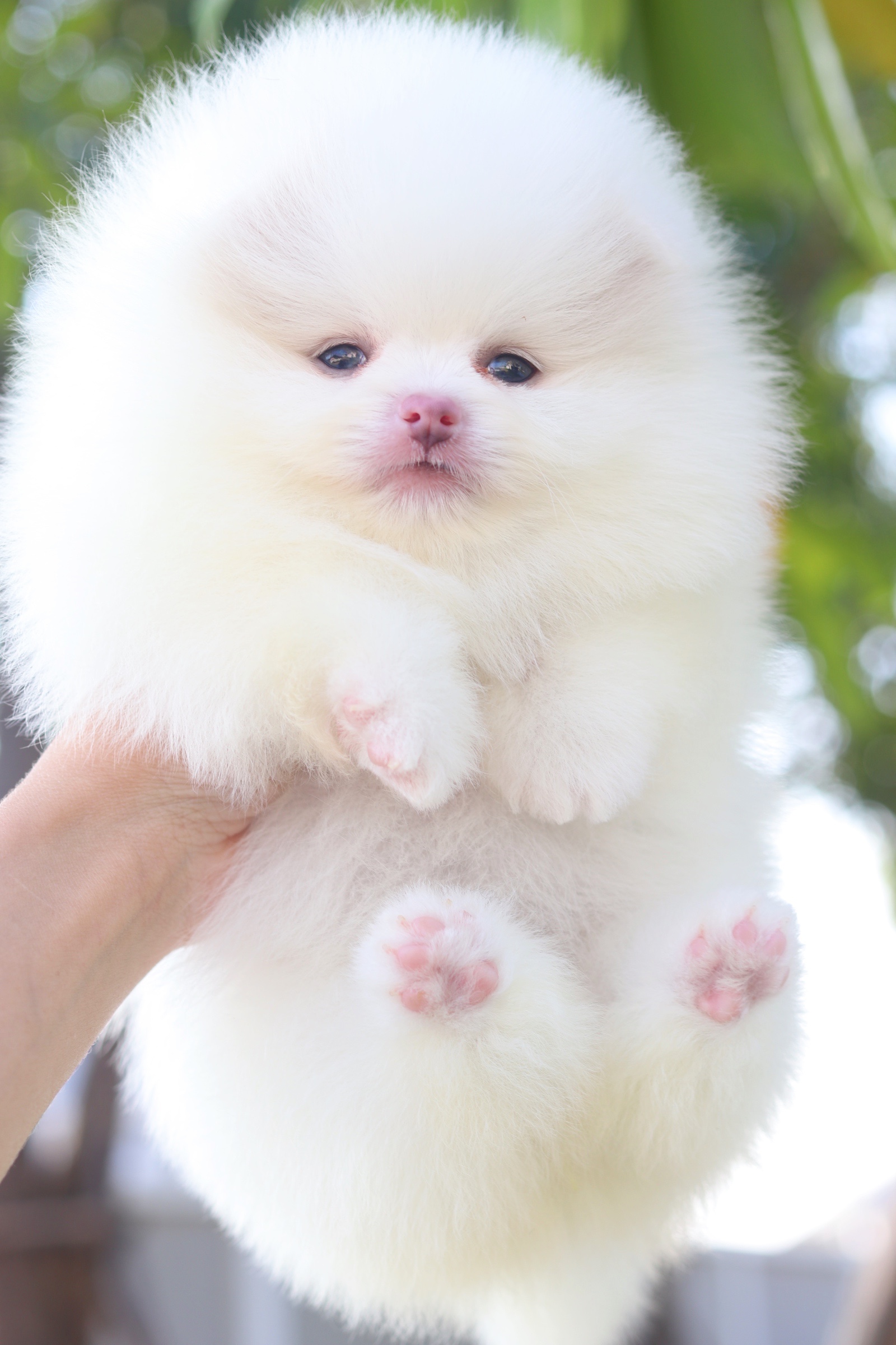 ปอมเมอเรเนียน เพศเมีย สีขาว เกรดโชว์