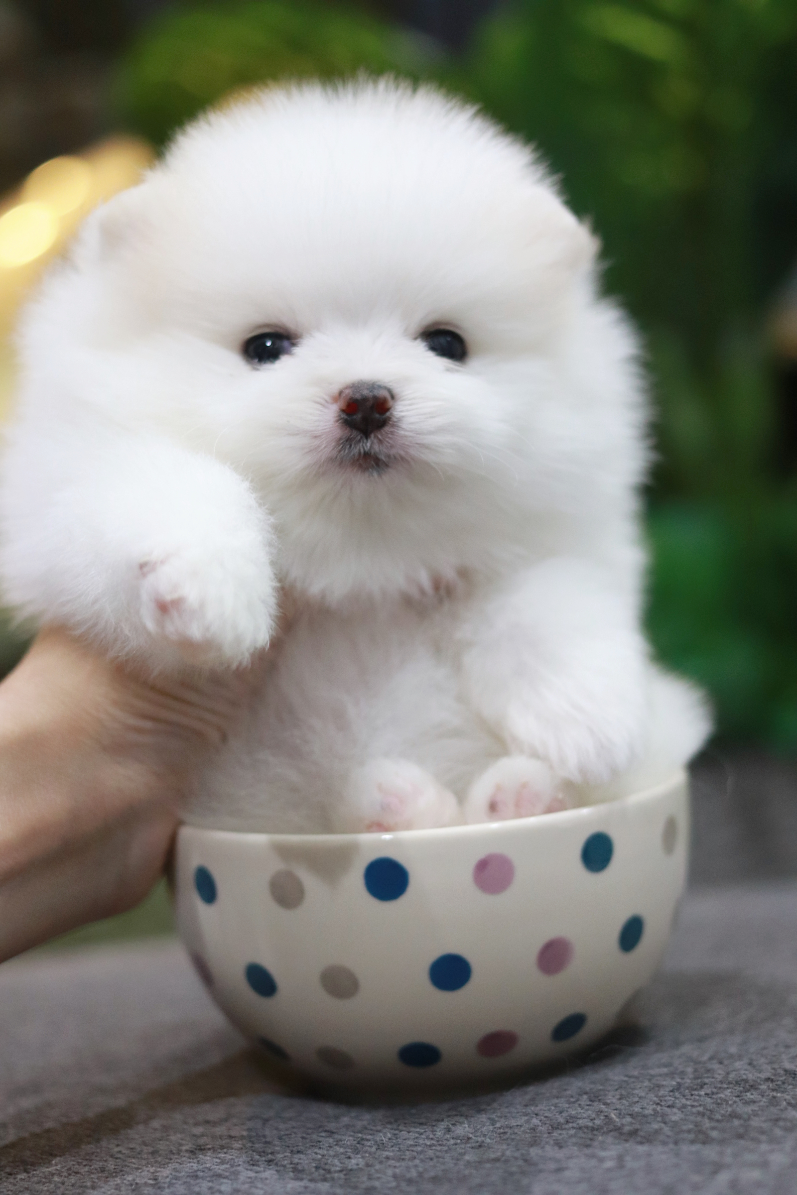 ปอมเมอเรเนียน เพศเมีย