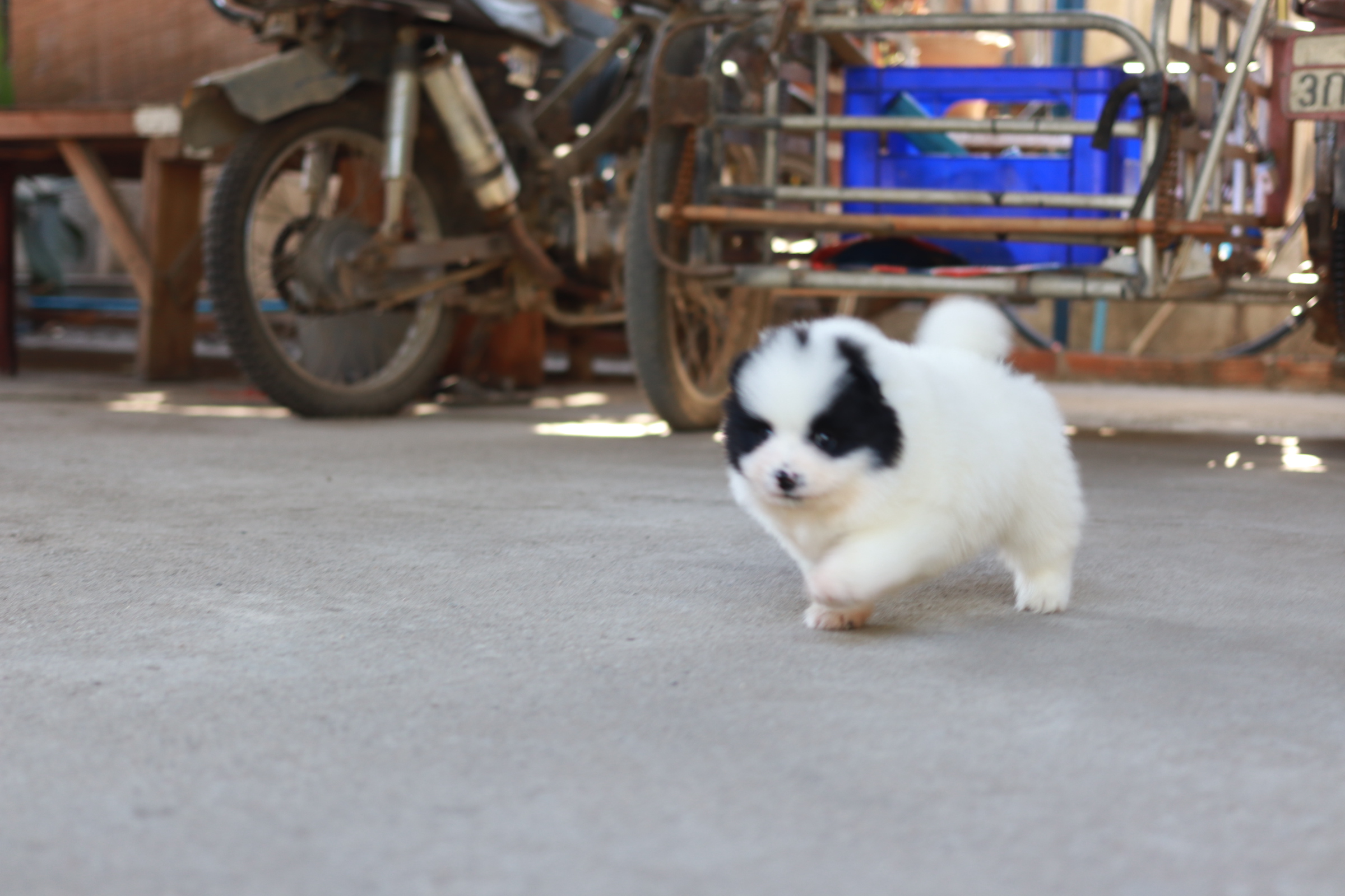 ปอมเมอเรเนียน เพศผู้สีแฟนซีขาวดำ