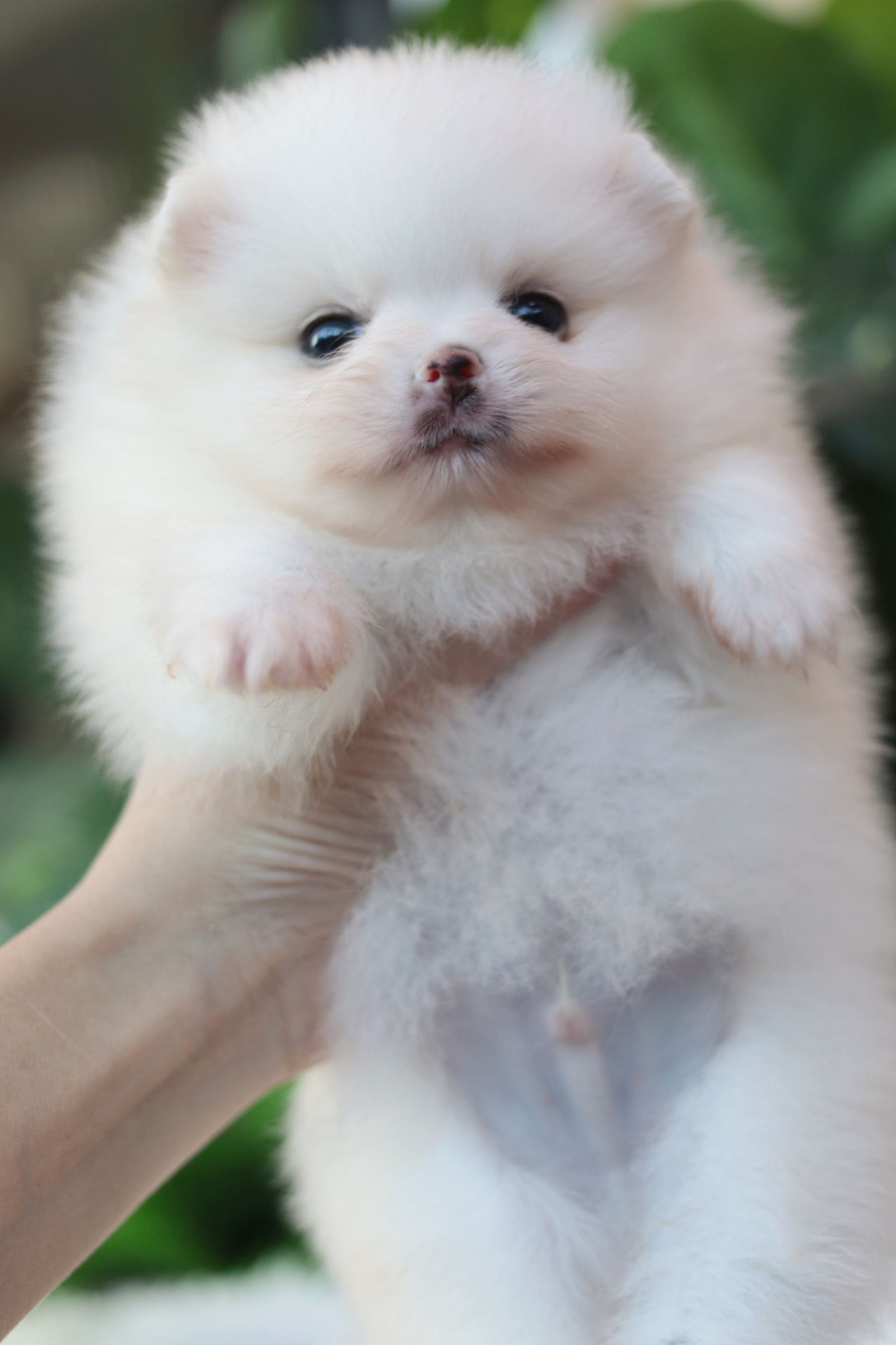 ปอมเมอเรเนียน เพศผู้ขาว