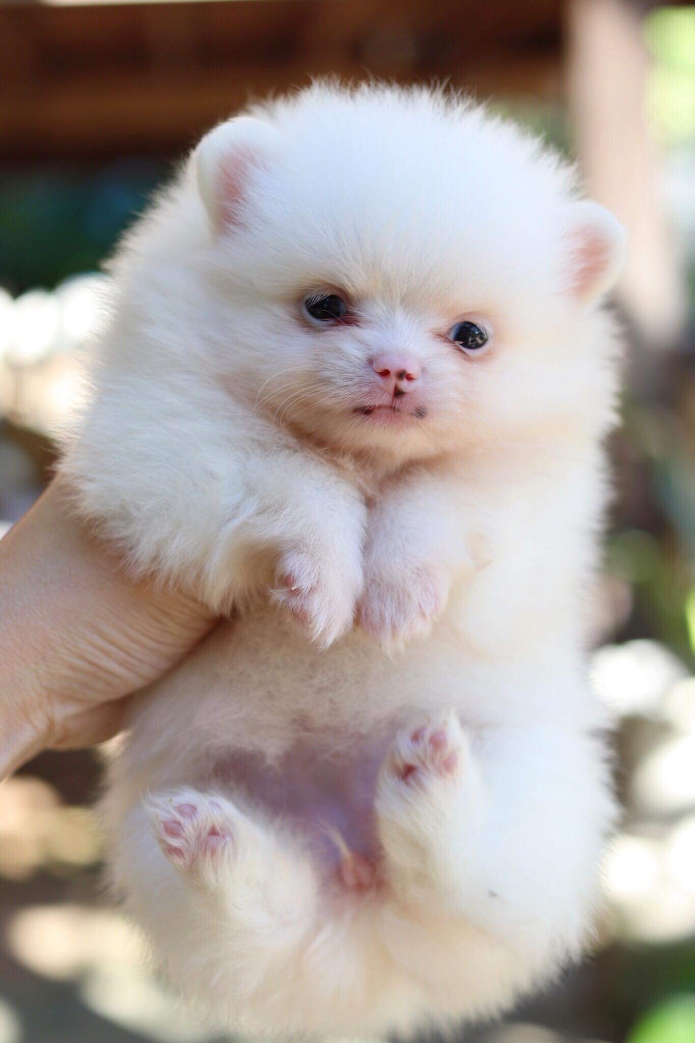 ปอมเมอเรเนียน เพศเมีย