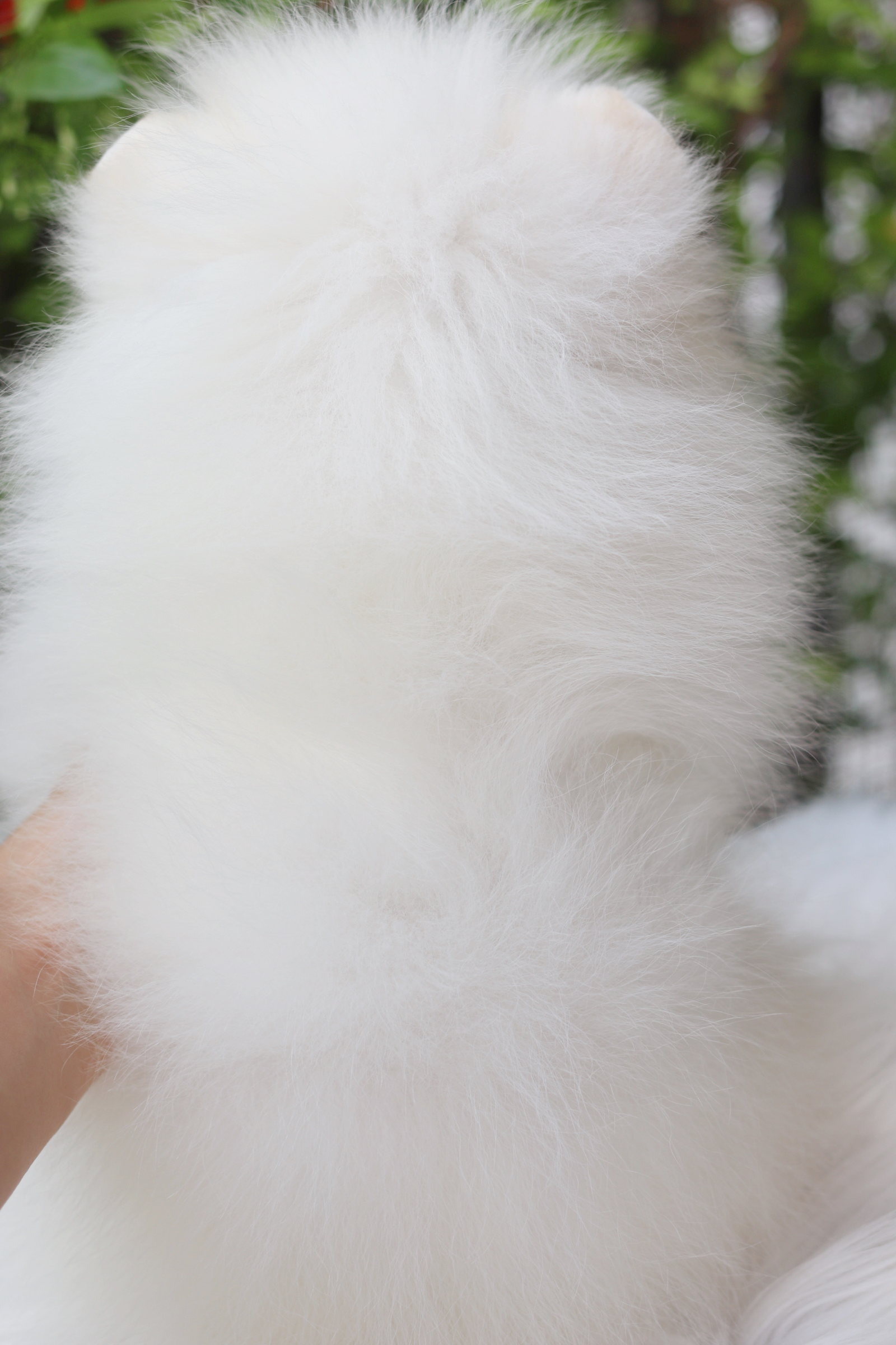 ปอมเมอเรเนียน เพศผู้สีขาวครีมเกรดโชว์