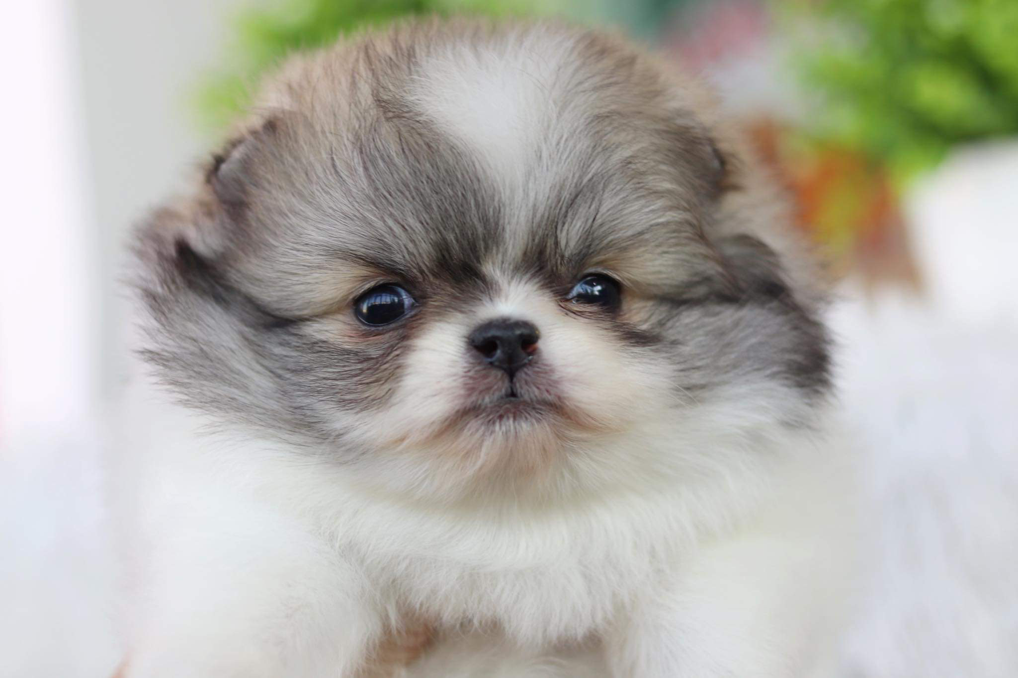 ปอมเมอเรเนียน เพศเมีย