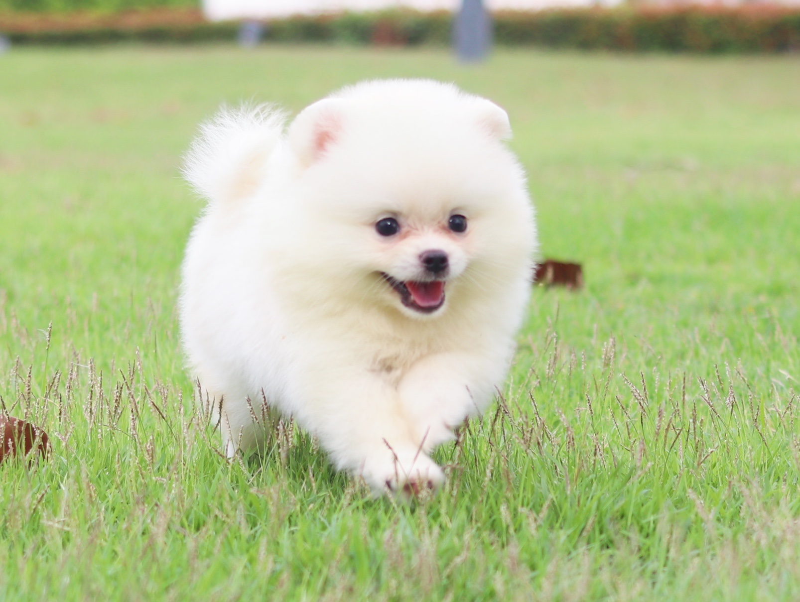 ปอมเมอเรเนียน เพศผู้สีขาวครีม