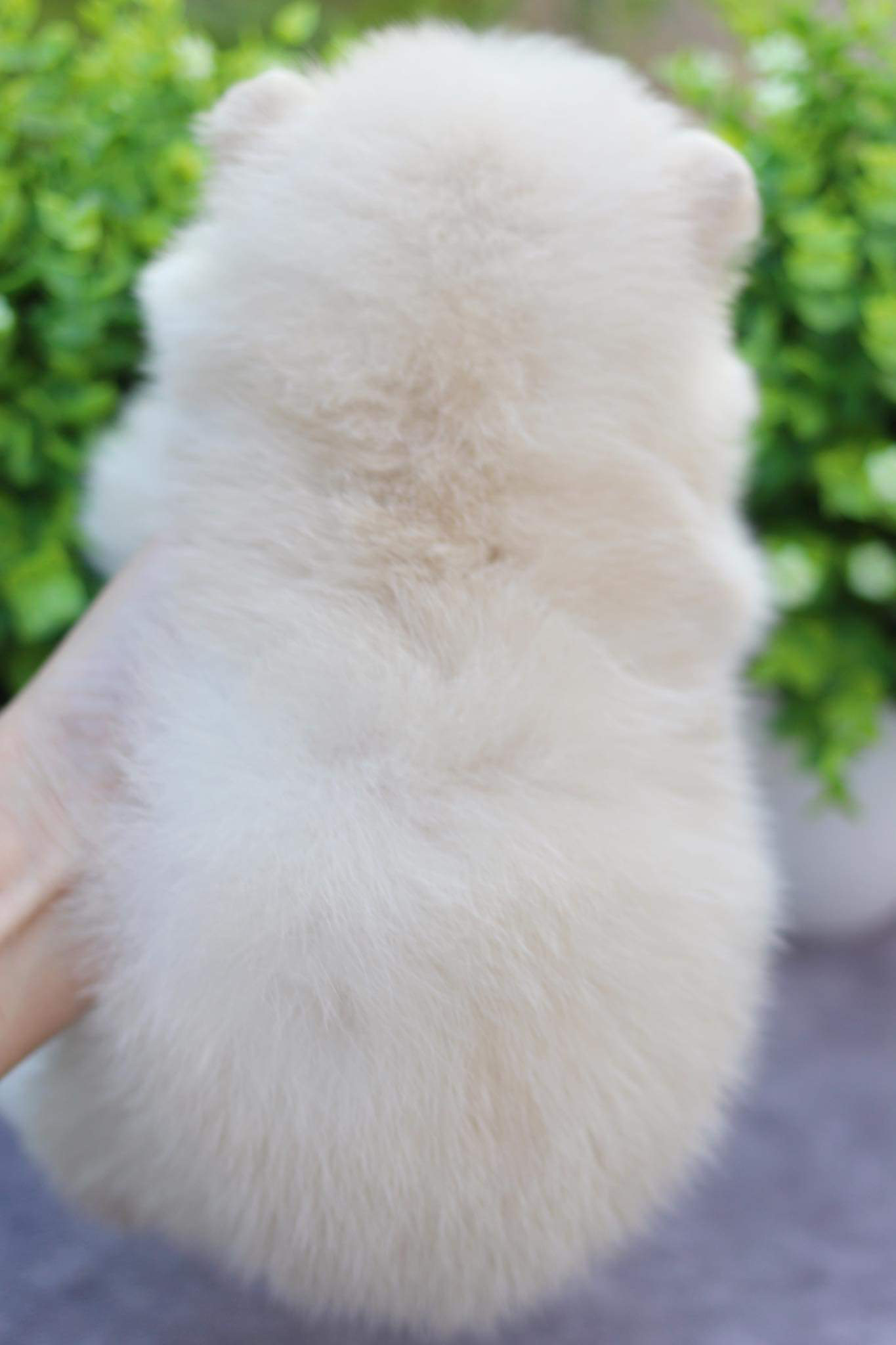 ปอมเมอเรเนียน เพศเมีย