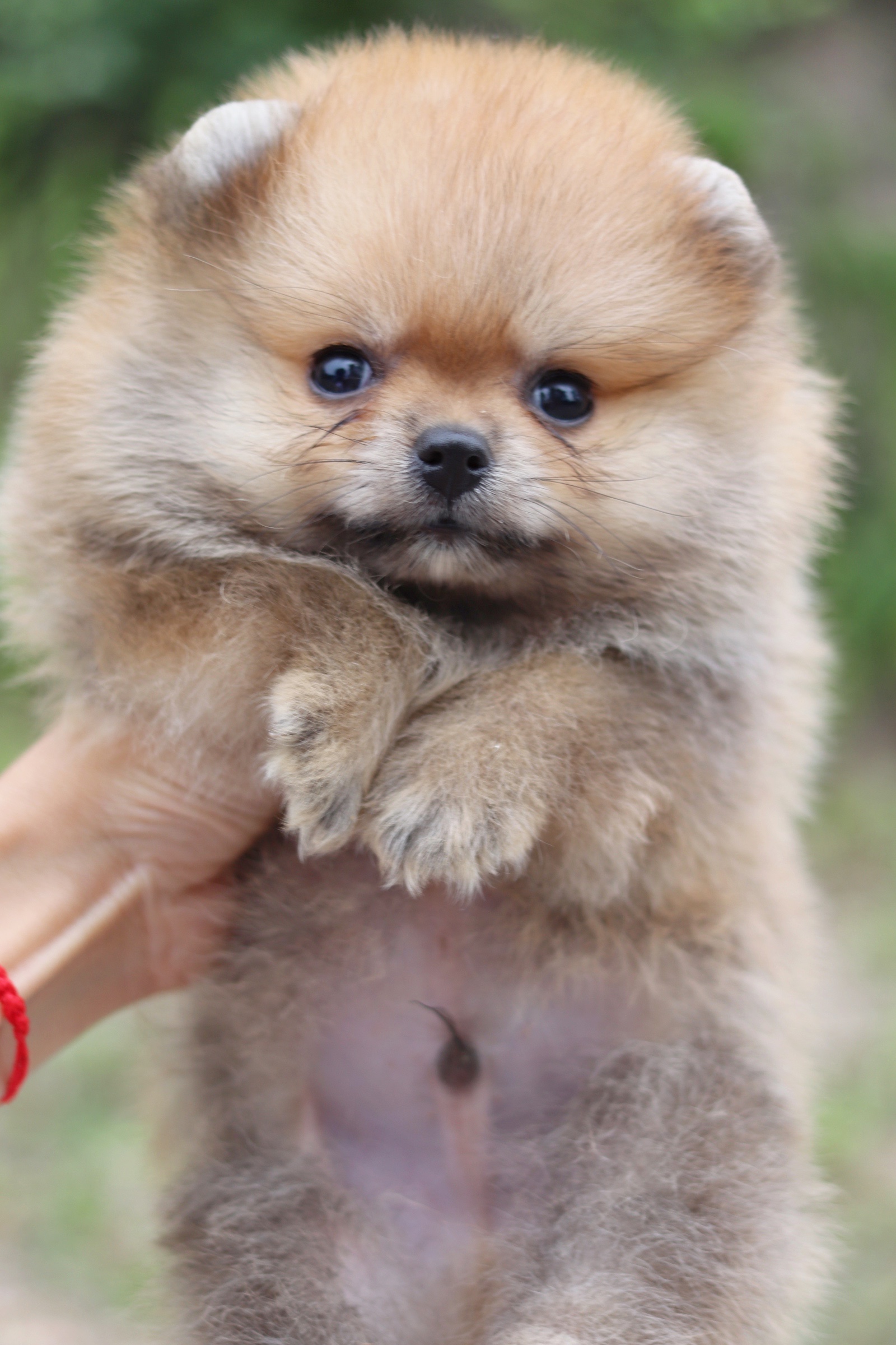 ปอมเมอเรเนียน เพศผู้สีส้ม