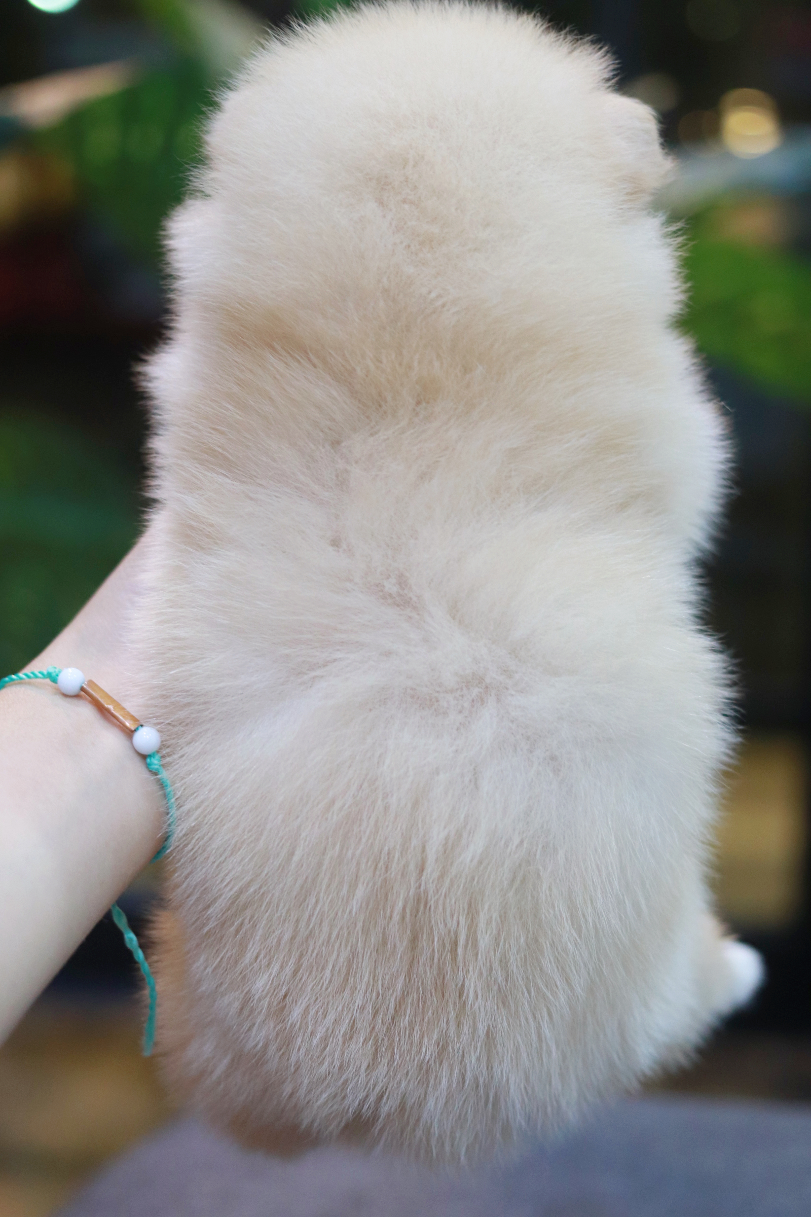 ปอมเมอเรเนียน เพศเมีย