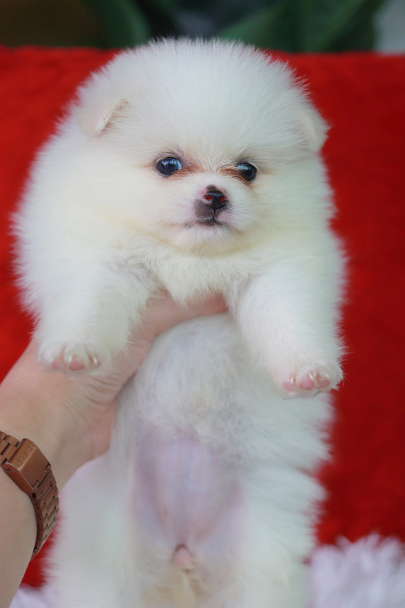 ปอมเมอเรเนียน เพศเมีย สีขาว