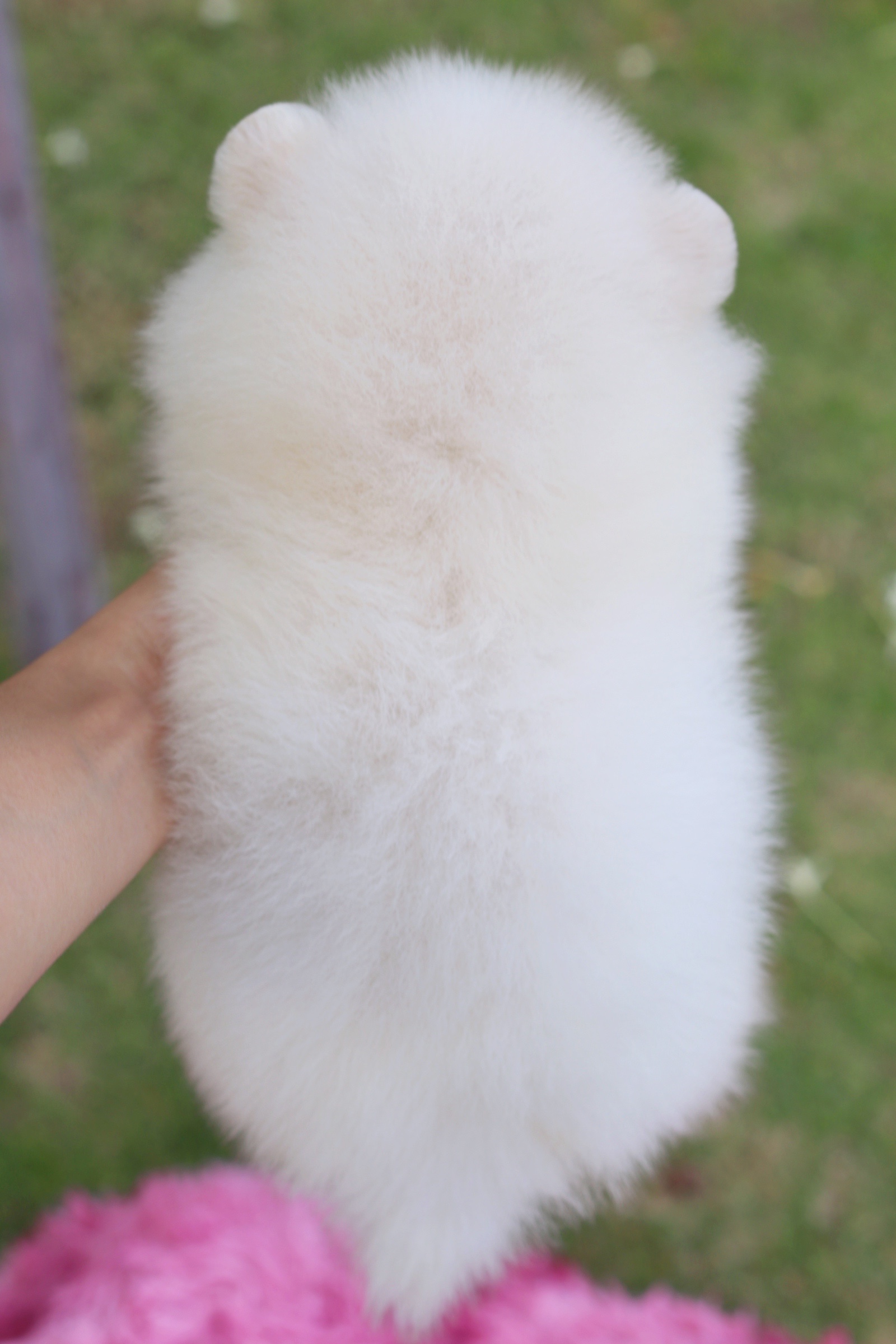 ปอมเมอเรเนียน เพศผู้ สีขาวครีม ไซส์เล็ก