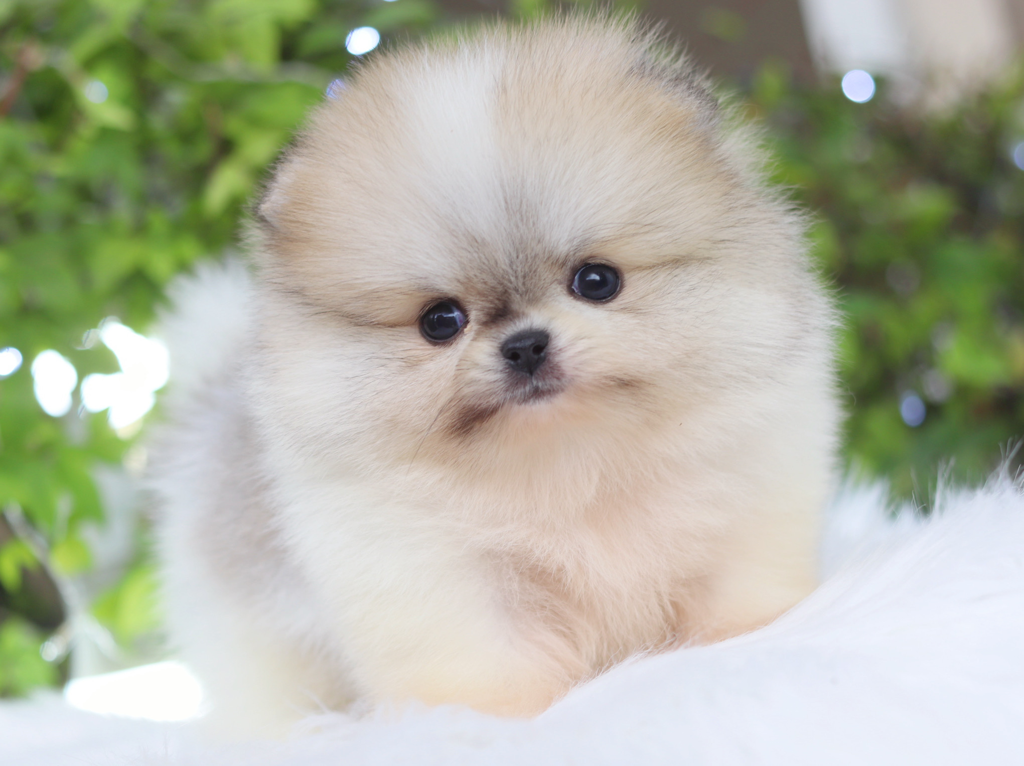 ปอมเมอเรเนียน เพศเมียสีแฟนซี เกรดโชว์