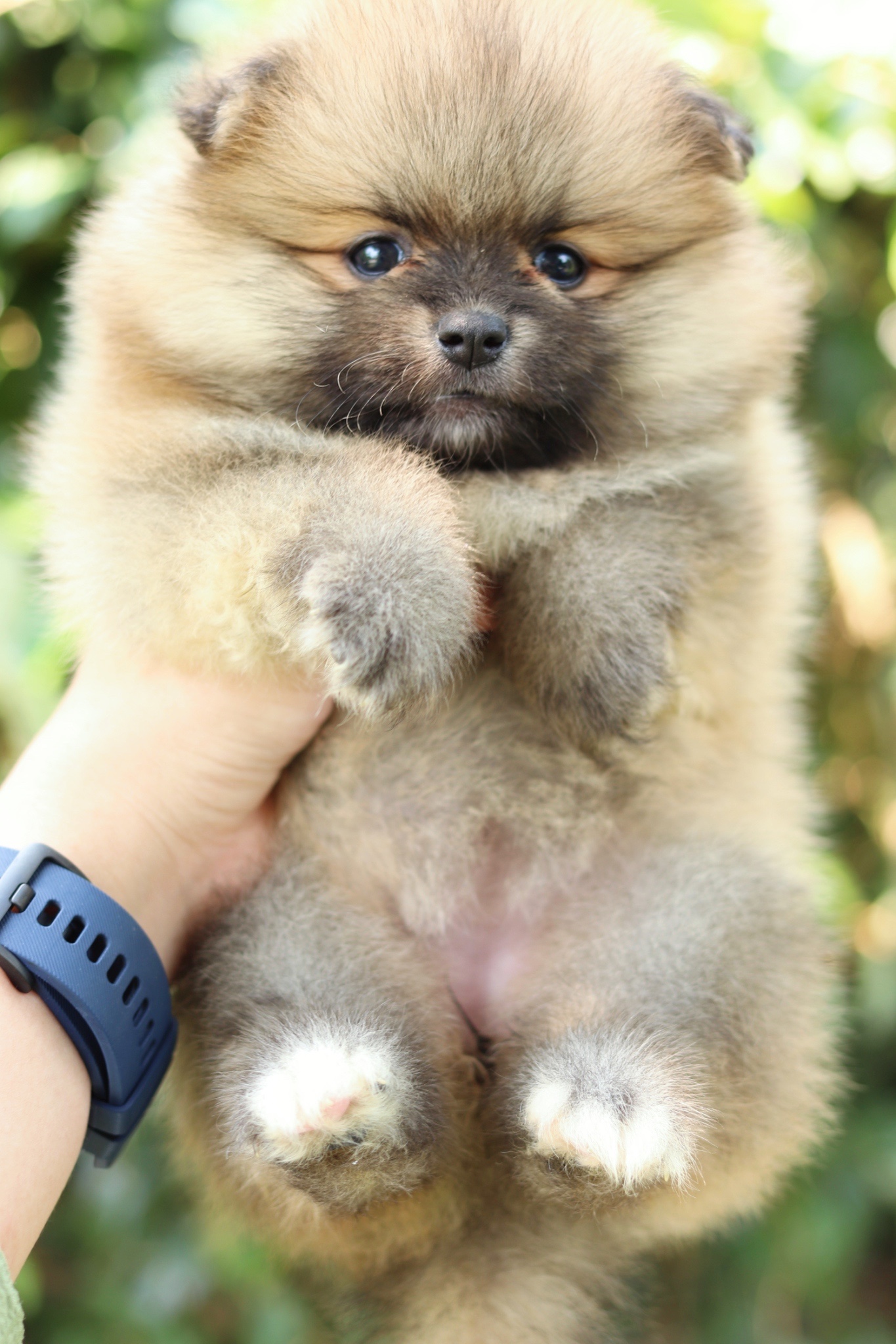 ปอมเมอเรเนียน เพศเมียสีส้ม