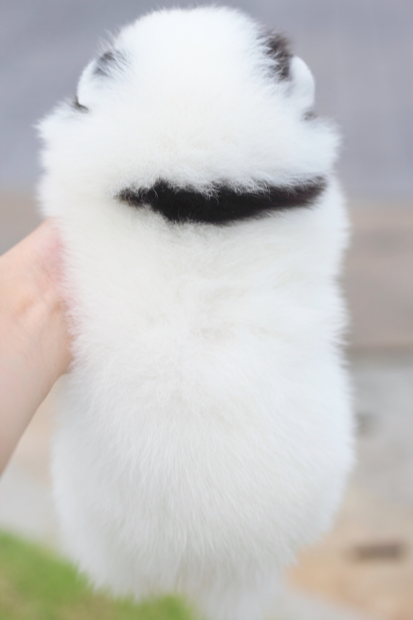 ปอมเมอเรเนียน เพศเมียสีแฟนซี