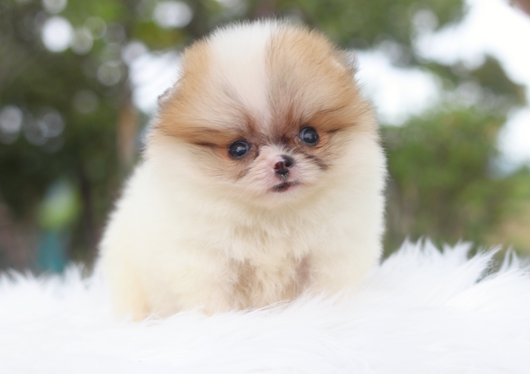 ปอมเมอเรเนียน เพศเมียสีแฟนซีทีคัพ